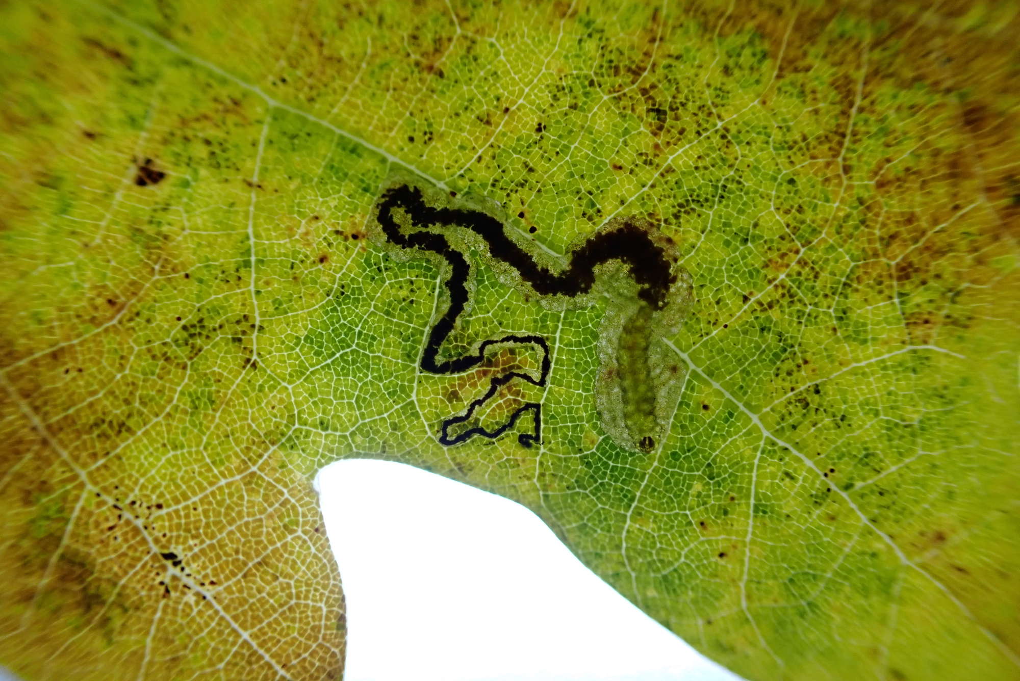 Black-headed Pigmy (Stigmella atricapitella) photographed in Somerset by Jenny Vickers