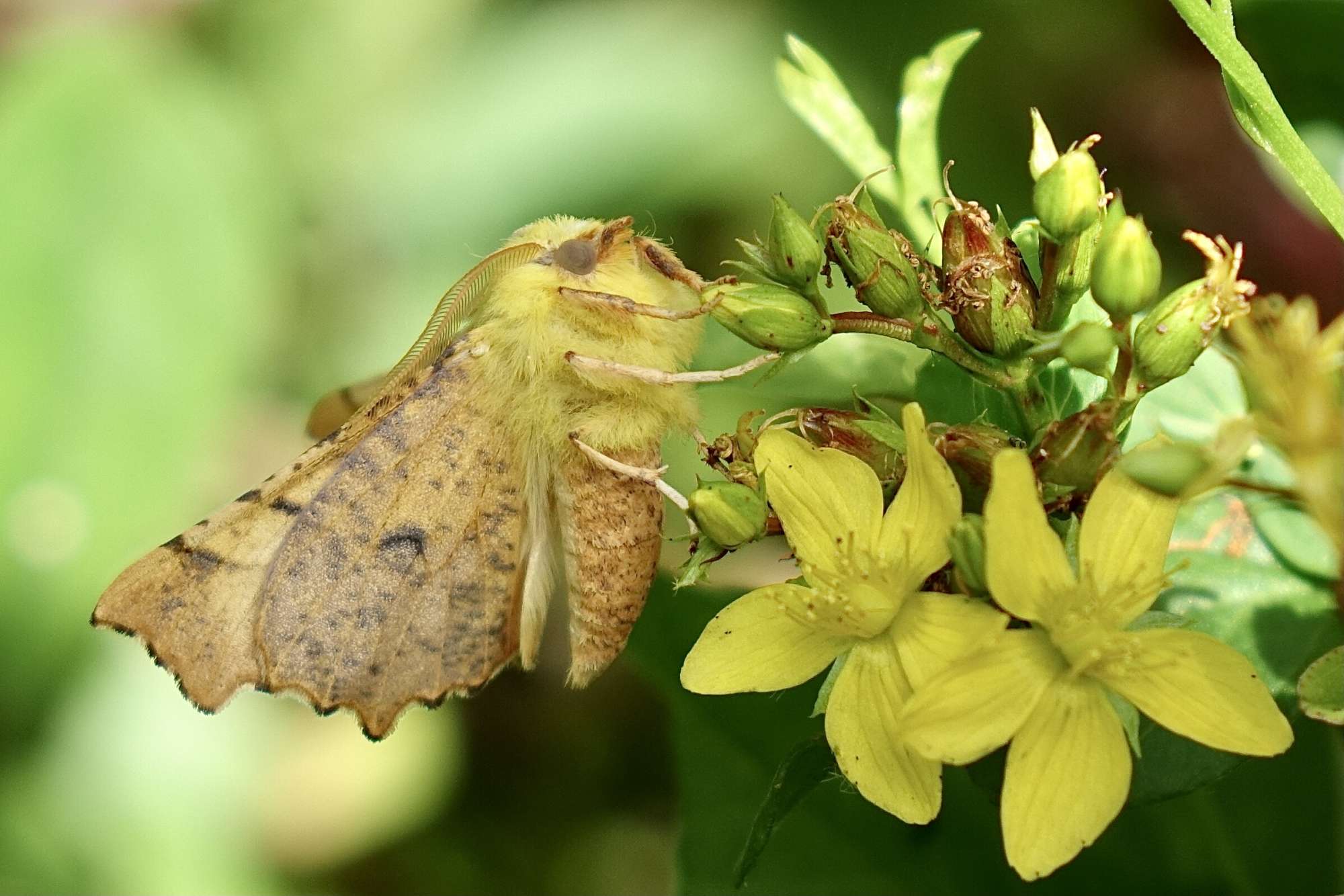 Canary-shouldered Thorn (Ennomos alniaria) photographed in Somerset by Sue Davies