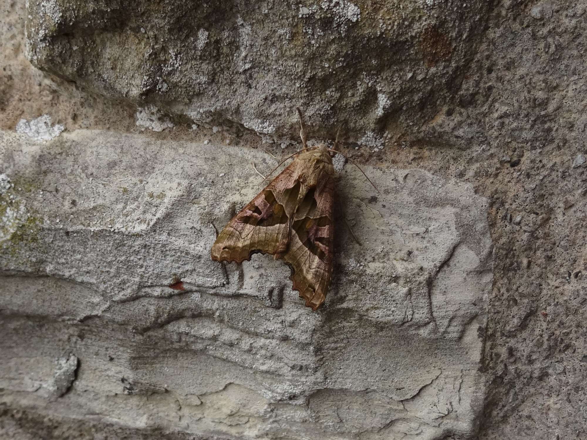 Angle Shades (Phlogophora meticulosa) photographed in Somerset by Christopher Iles