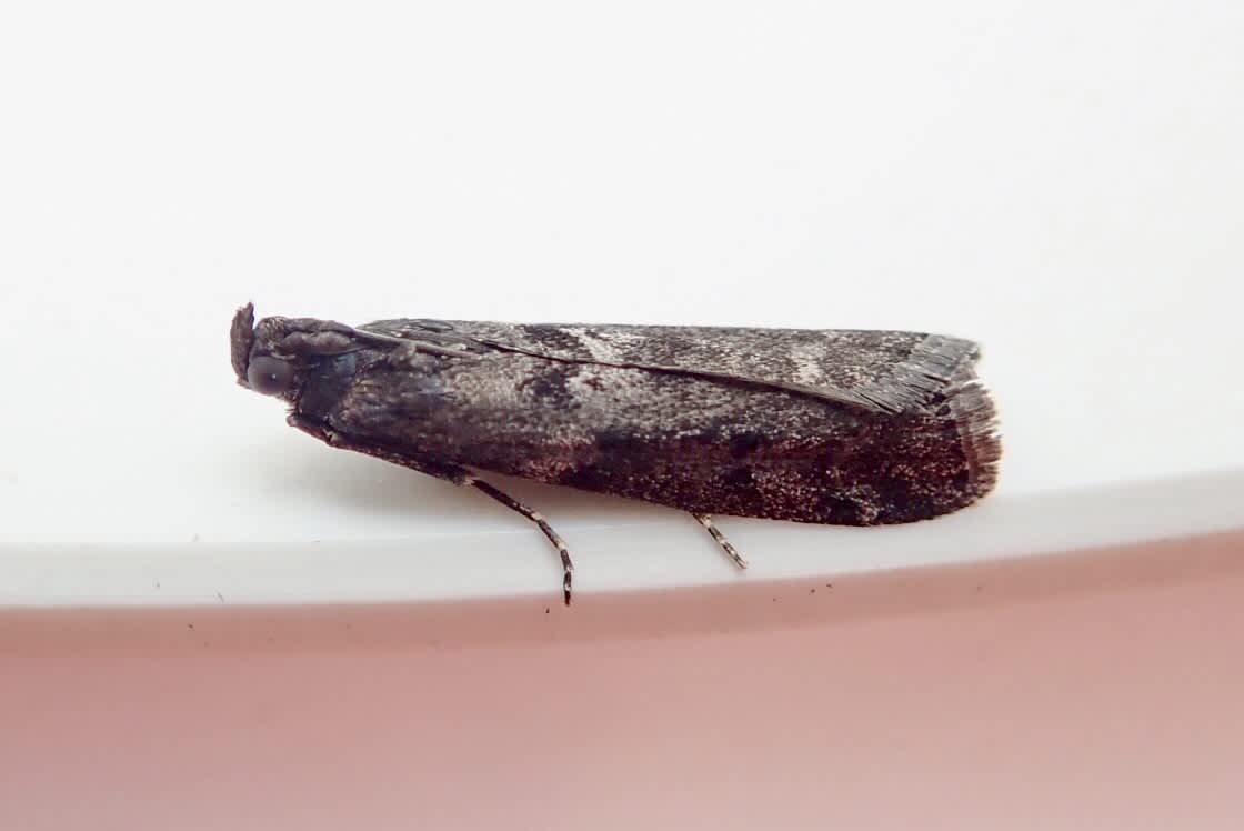 Brown Knot-horn (Matilella fusca) photographed in Somerset by Sue Davies
