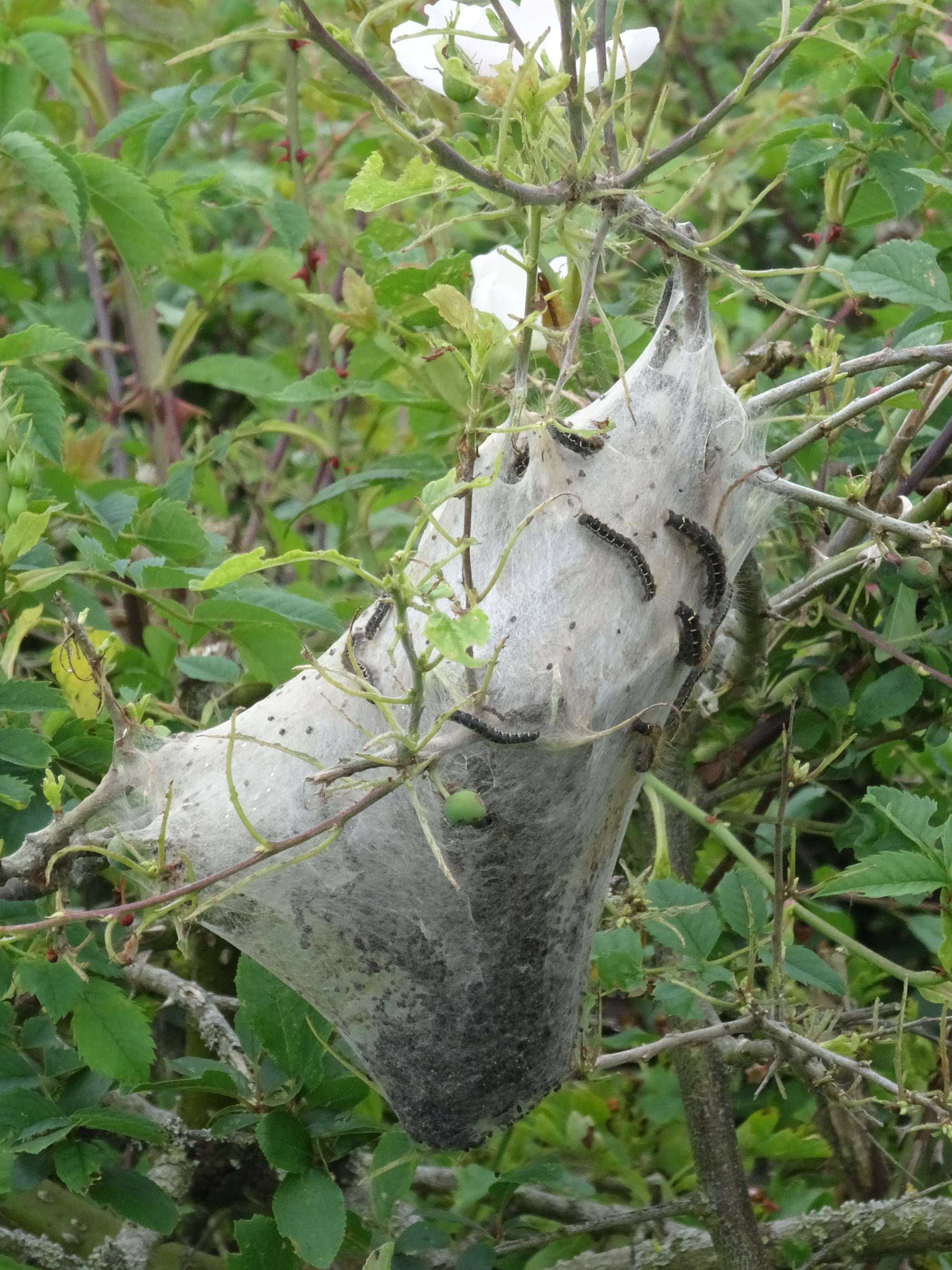 Small Eggar (Eriogaster lanestris) photographed in Somerset by Christopher Iles