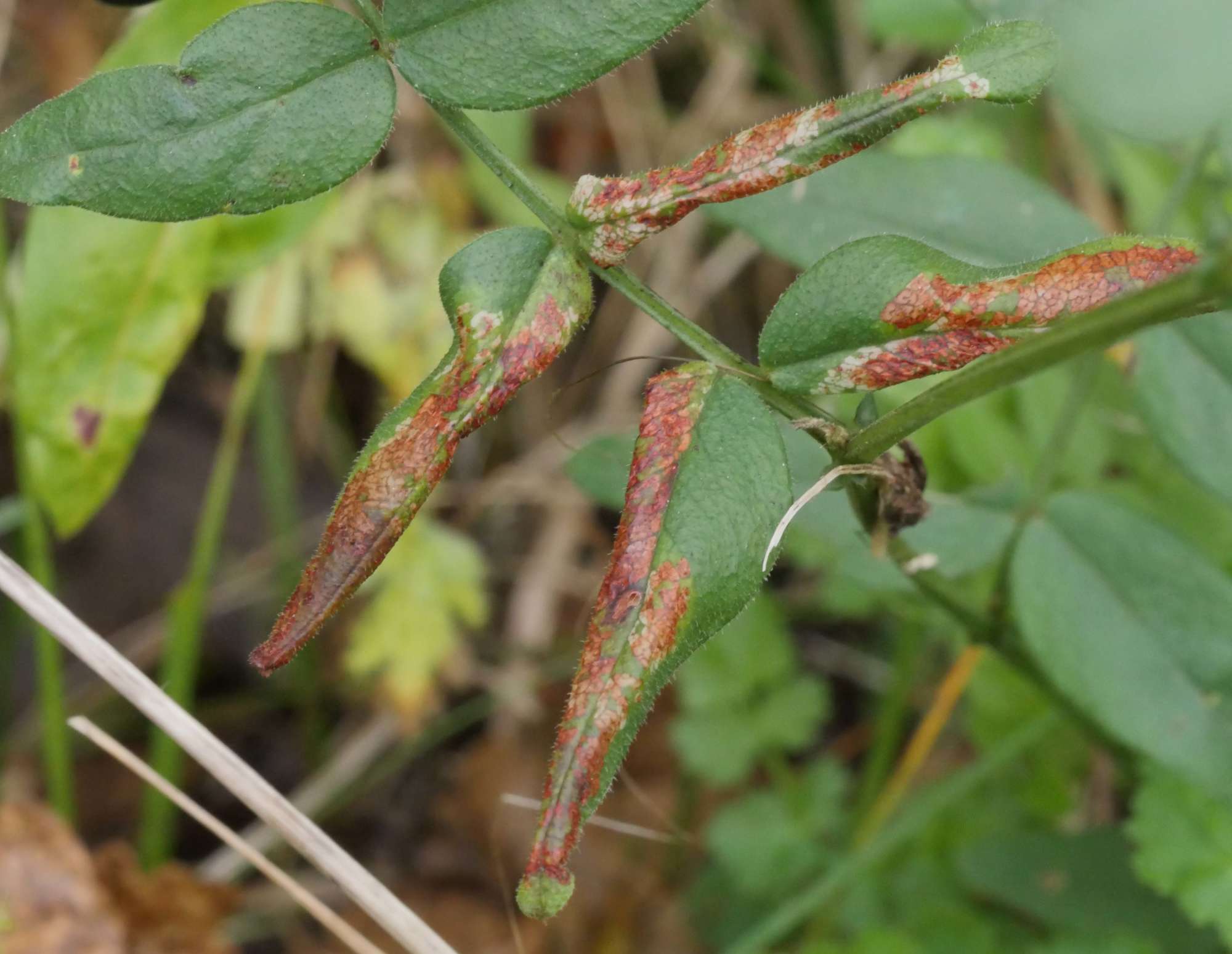 Vetch Midget (Phyllonorycter nigrescentella) photographed in Somerset by Jenny Vickers