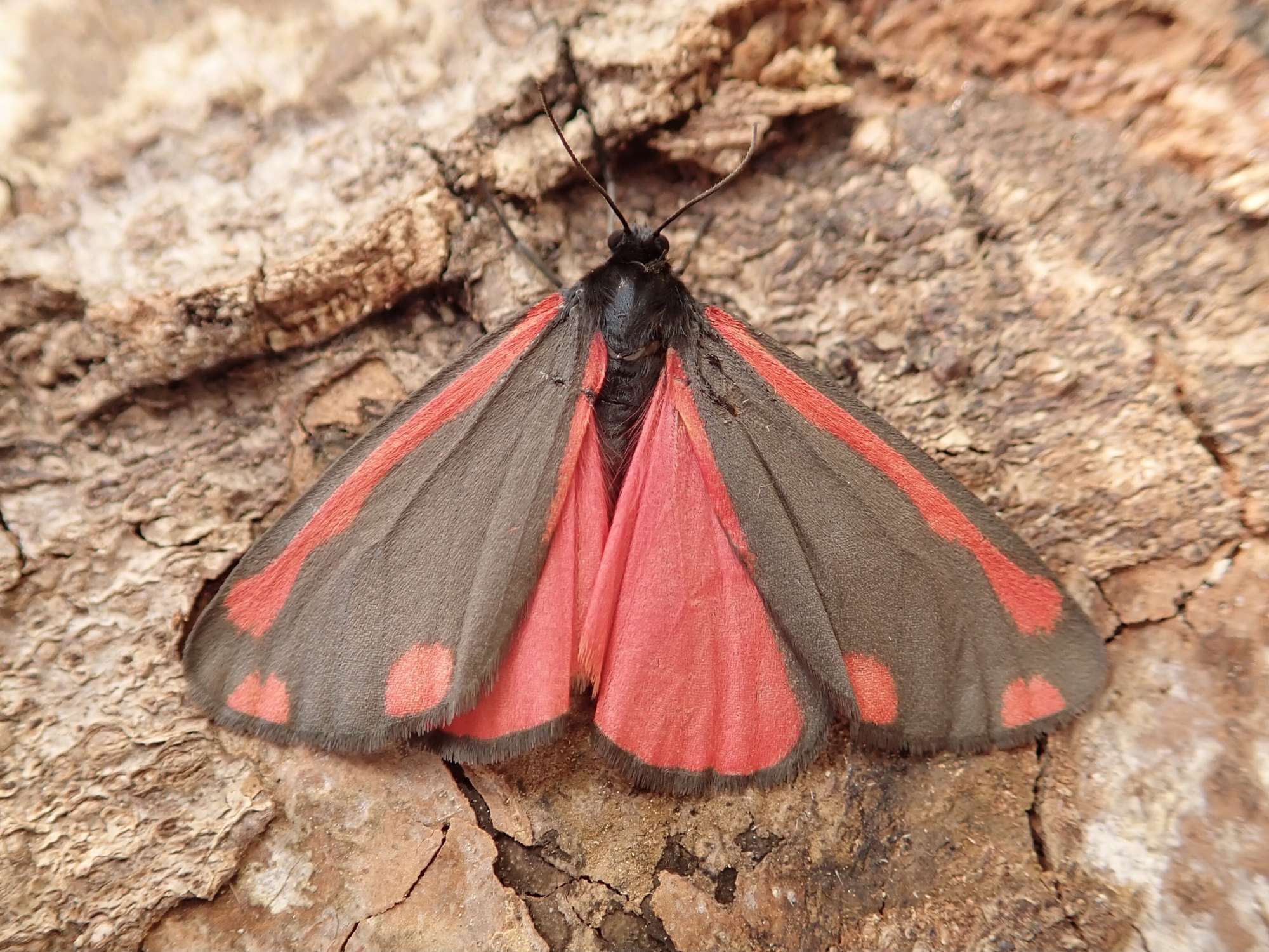 The Cinnabar (Tyria jacobaeae) photographed in Somerset by Sue Davies