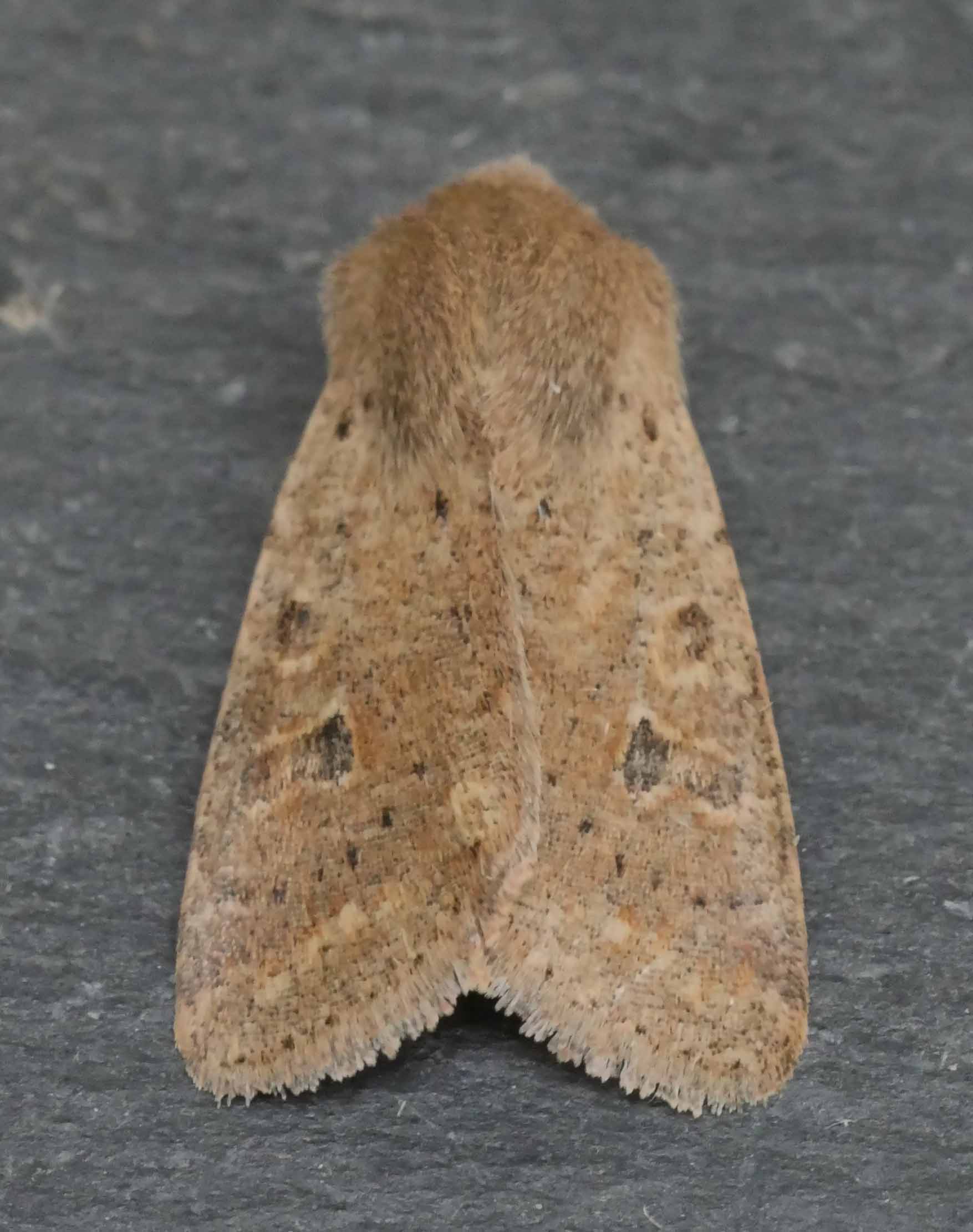 Small Quaker (Orthosia cruda) photographed in Somerset by Jenny Vickers