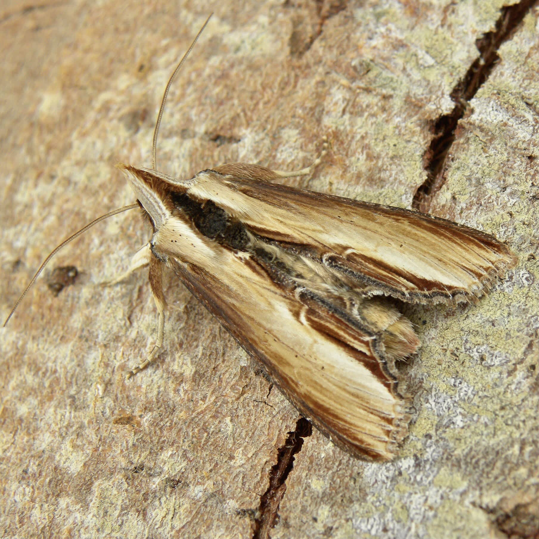 The Mullein (Cucullia verbasci) photographed in Somerset by Sue Davies