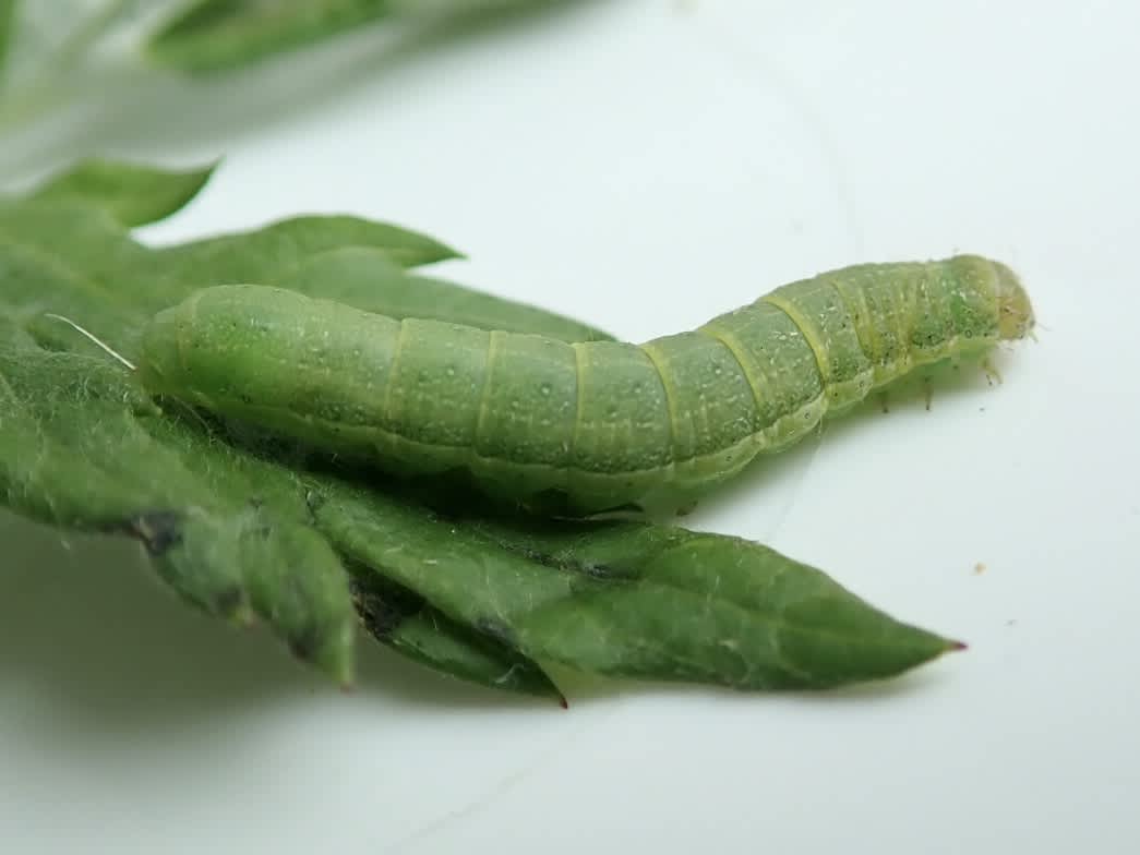 Hebrew Character (Orthosia gothica) photographed in Somerset by Sue Davies