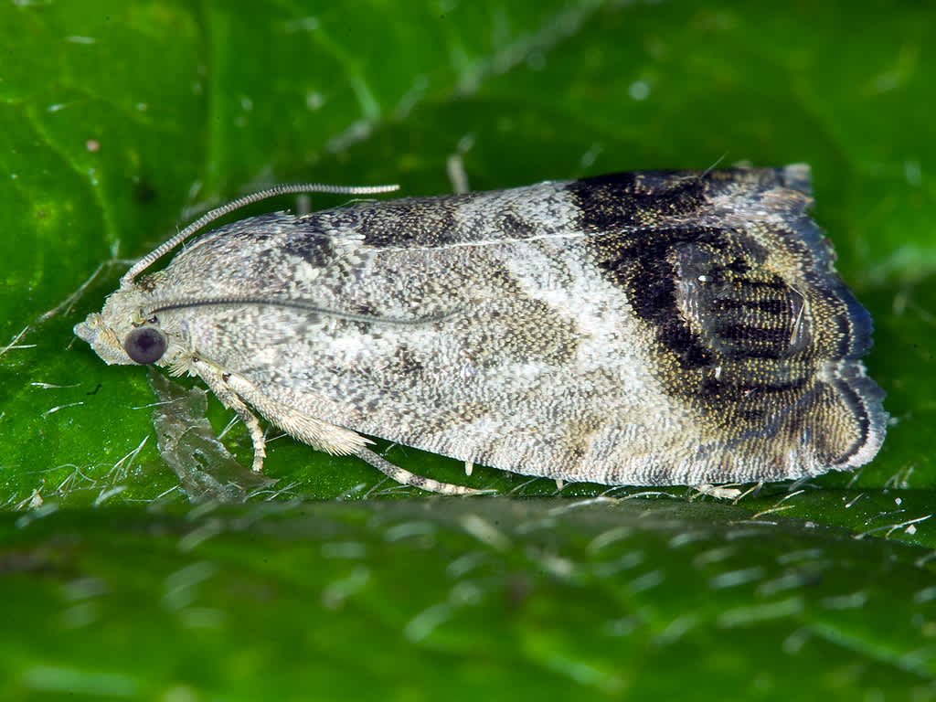 Marbled Piercer (Cydia splendana) photographed in Somerset by John Bebbington