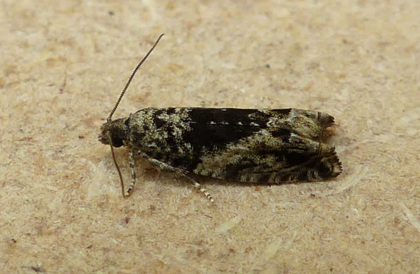 Grey Poplar Bell (Epinotia nisella) photographed in Somerset by Jenny Vickers