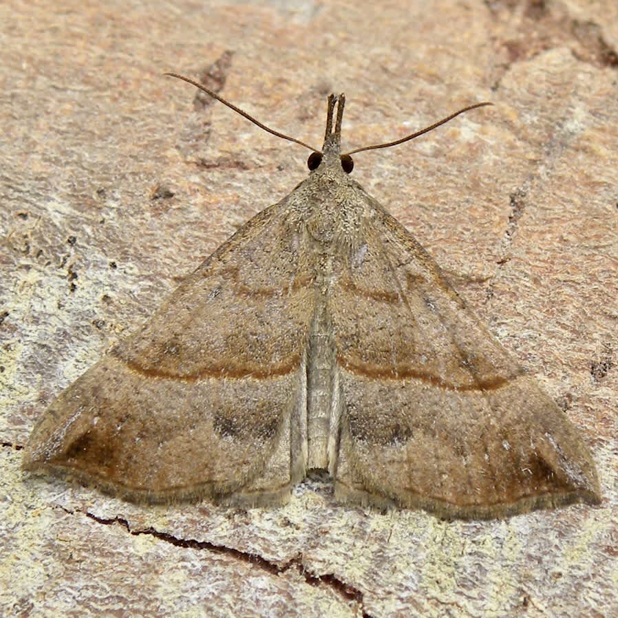 The Snout (Hypena proboscidalis) photographed in Somerset by Sue Davies