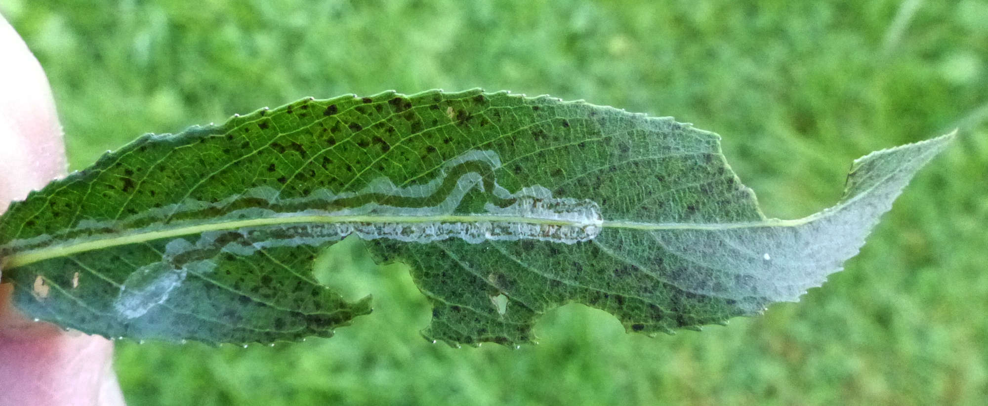 Willow Bent-wing (Phyllocnistis saligna) photographed in Somerset by Jenny Vickers