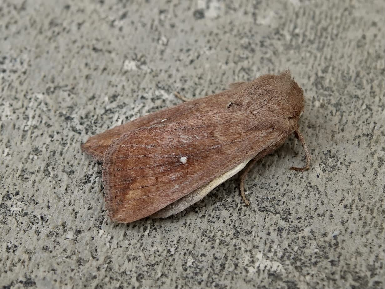 White-point | Somerset Moths