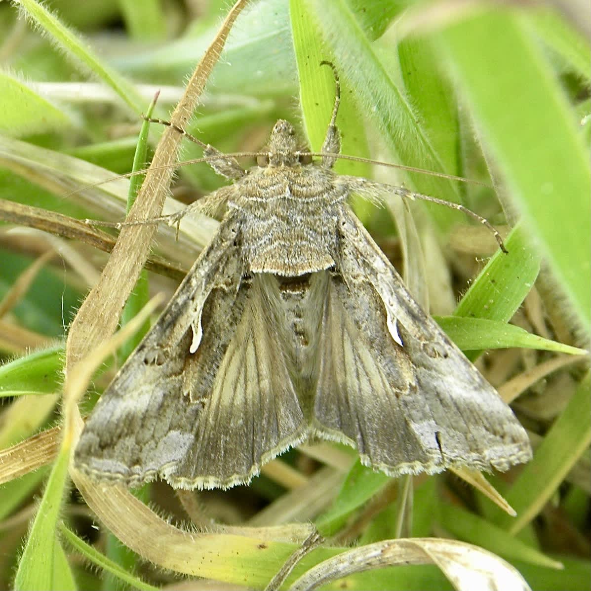 Silver Y (Autographa gamma) photographed in Somerset by Sue Davies