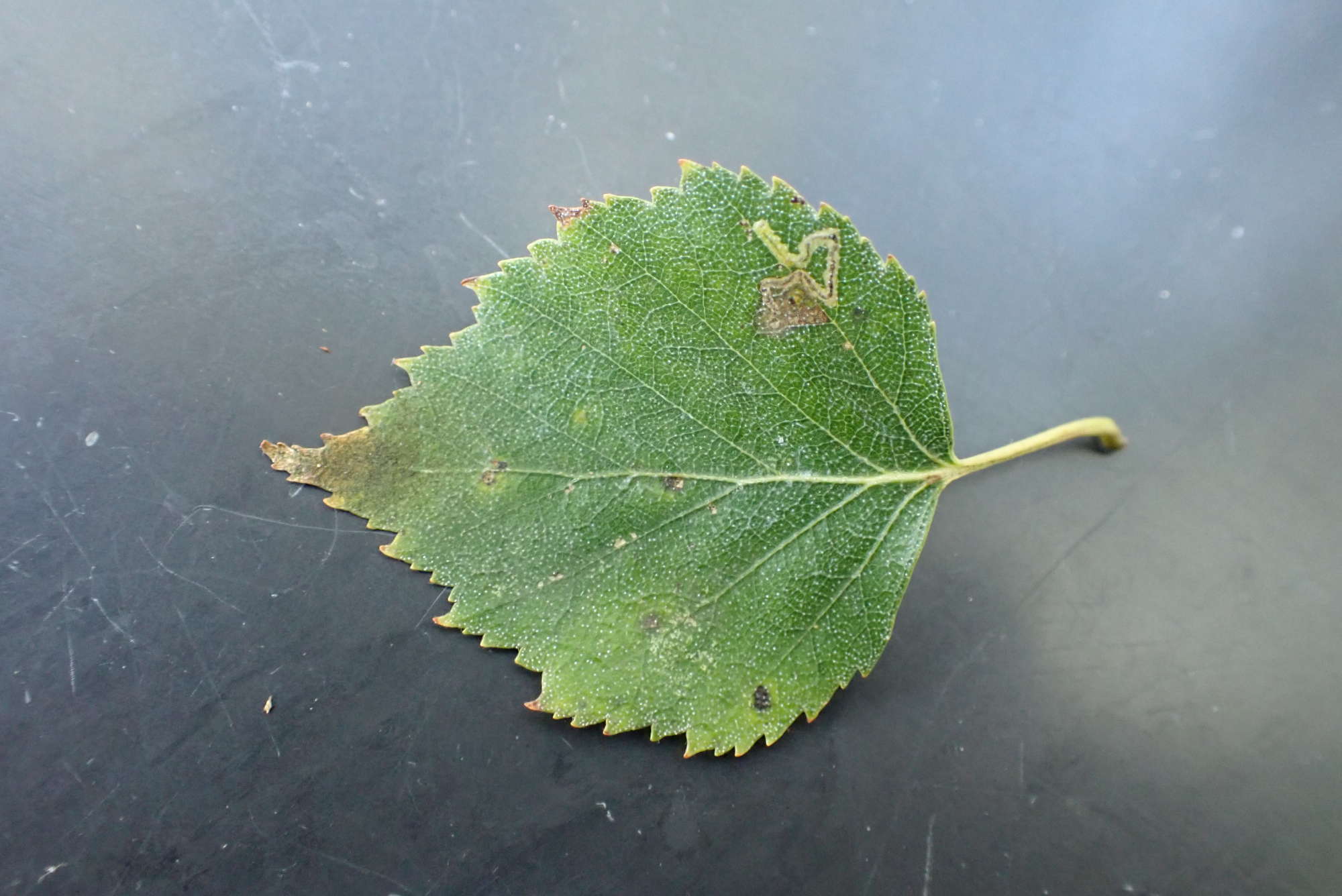 Short-barred Pigmy (Stigmella luteella) photographed in Somerset by Jenny Vickers