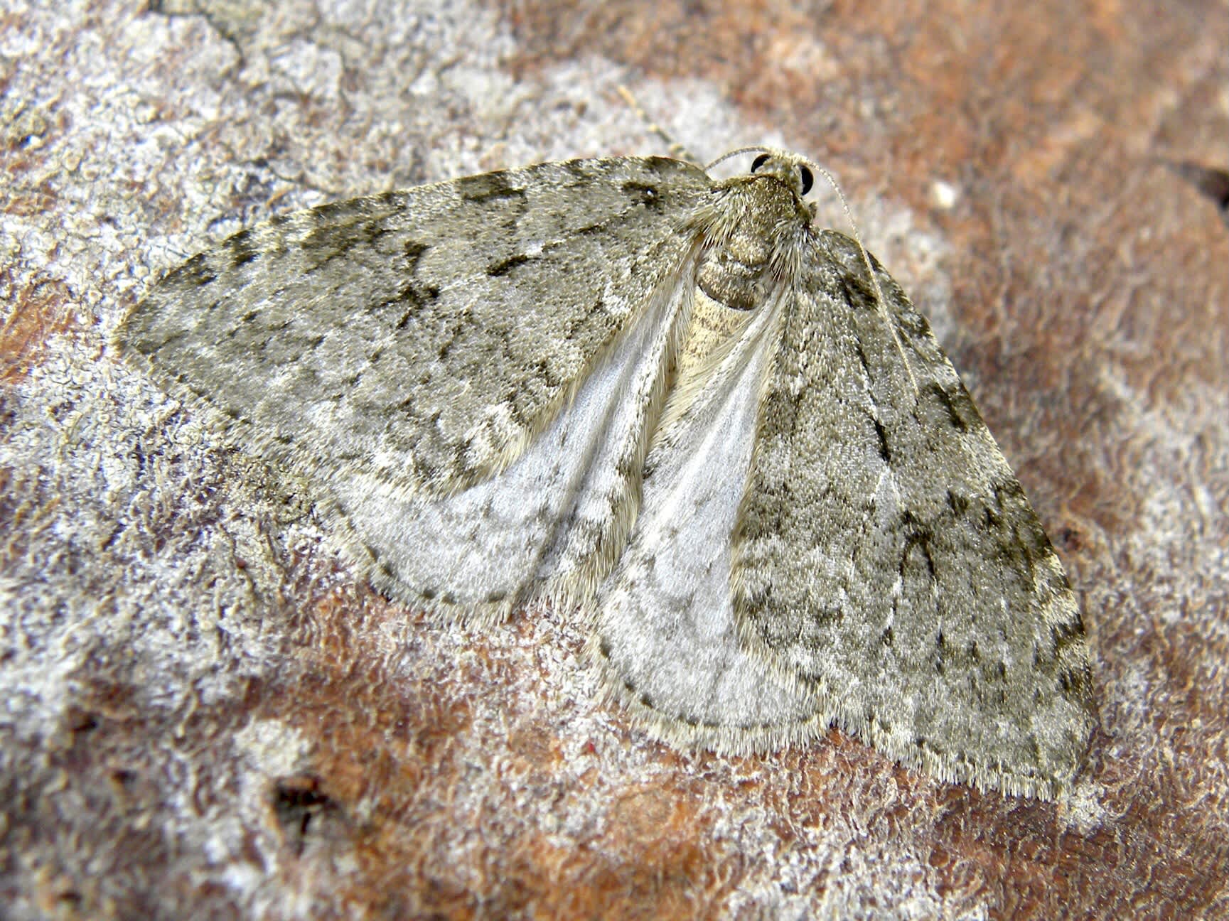 November Moth (Epirrita dilutata) photographed in Somerset by Sue Davies