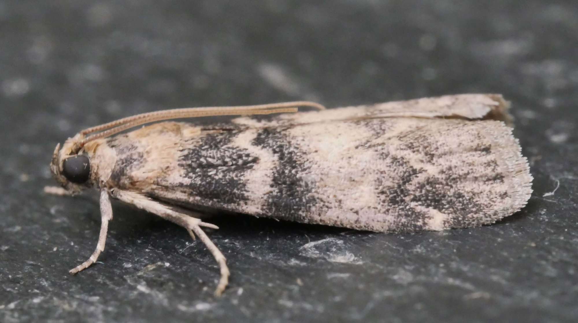 Ash-bark Knot-horn (Euzophera pinguis) photographed in Somerset by Jenny Vickers