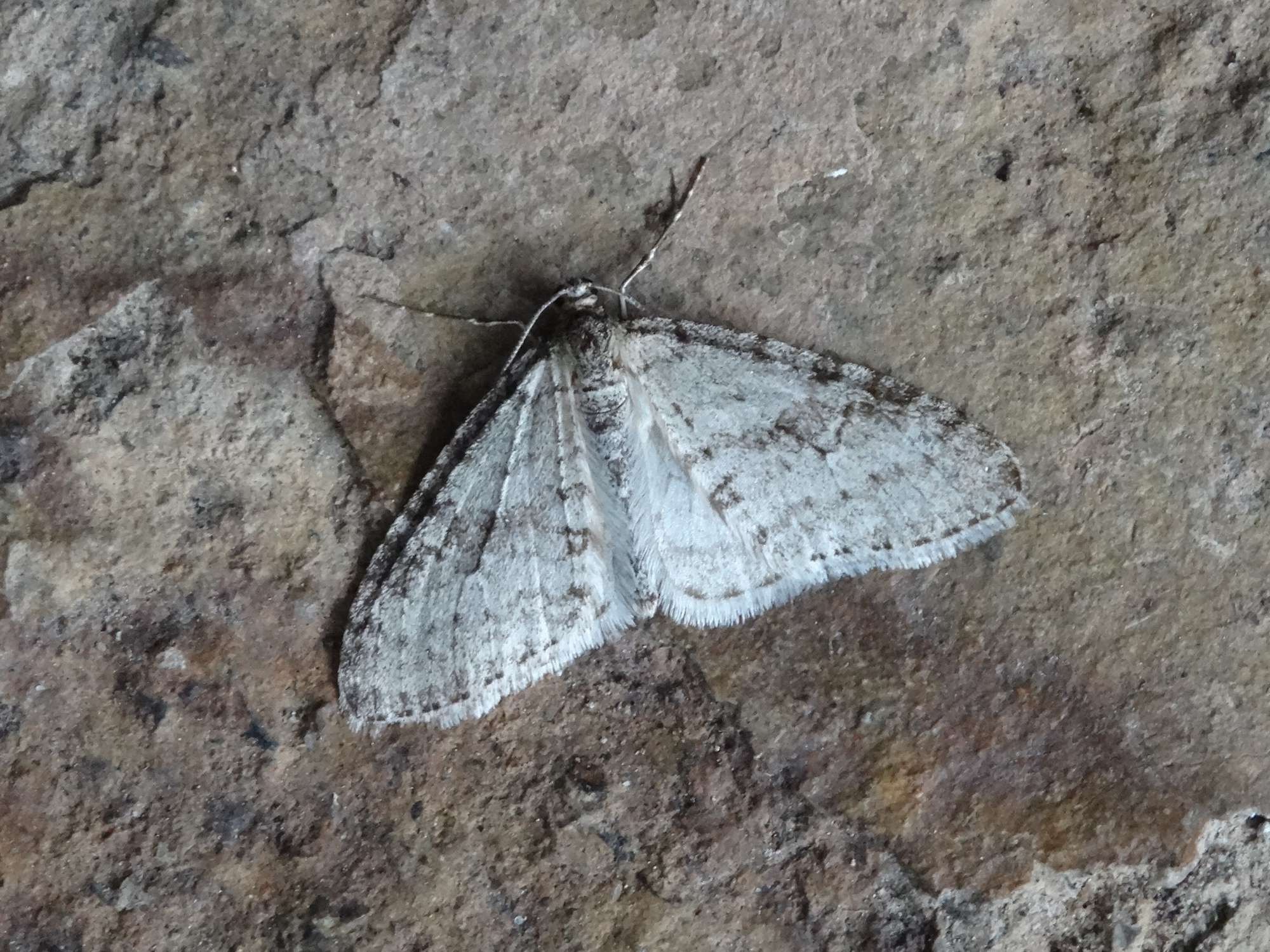 Early Tooth-striped (Trichopteryx carpinata) photographed in Somerset by Christopher Iles