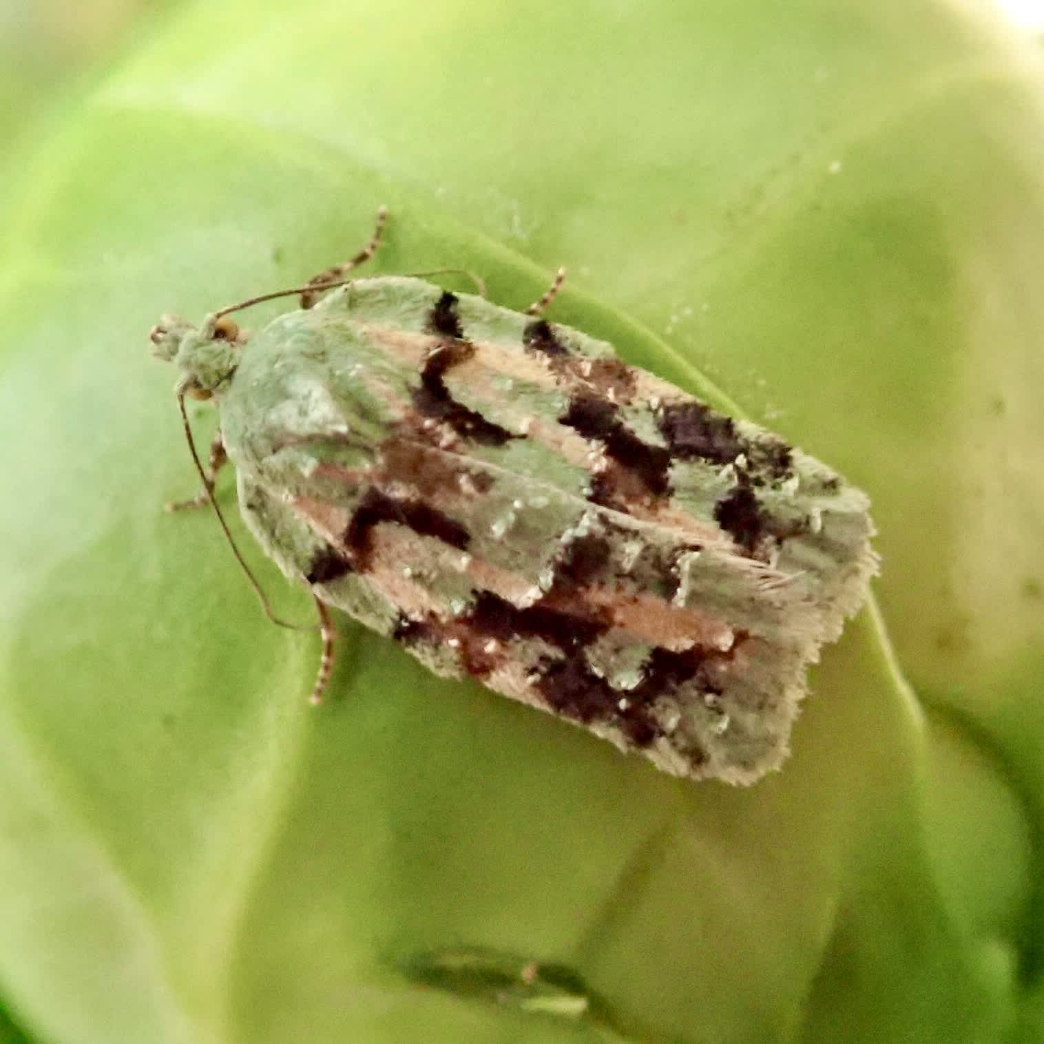 Lichen Button (Acleris literana) photographed in Somerset by Sue Davies