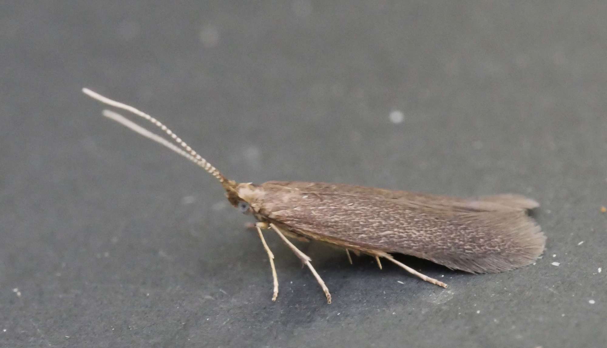 Common Case-bearer (Coleophora serratella) photographed in Somerset by Jenny Vickers