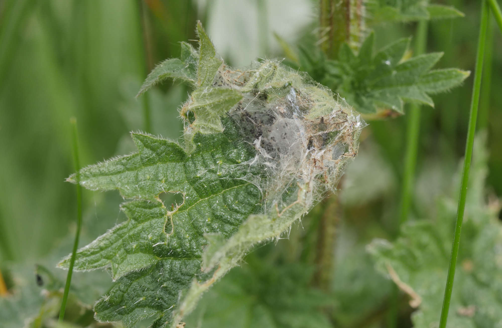 Common Nettle-tap (Anthophila fabriciana) photographed in Somerset by Jenny Vickers