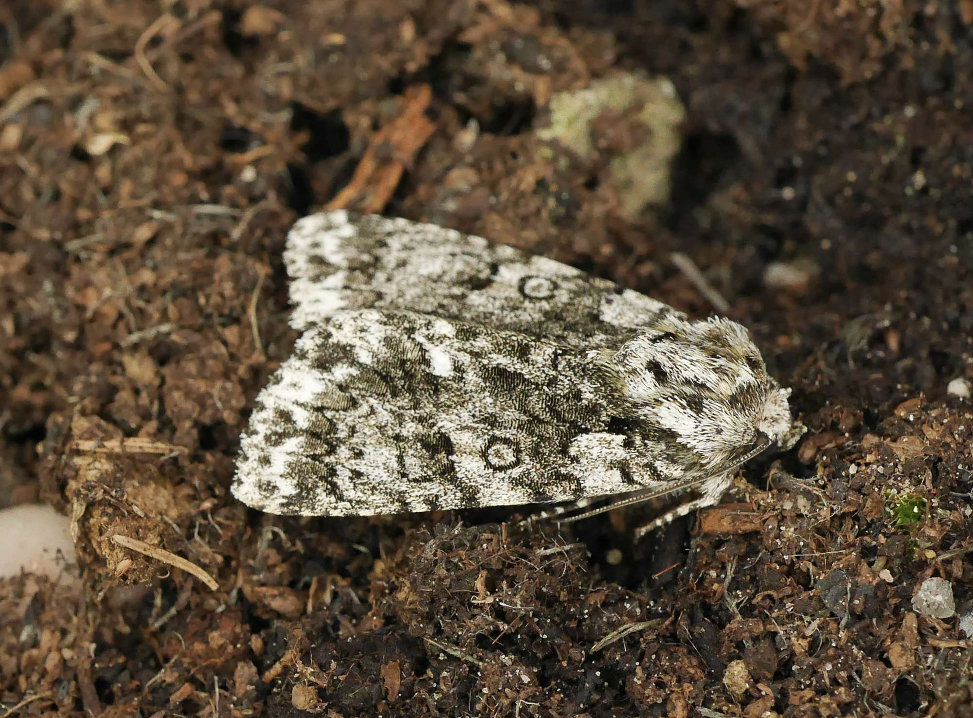 Knot Grass (Acronicta rumicis) photographed in Somerset by John Connolly