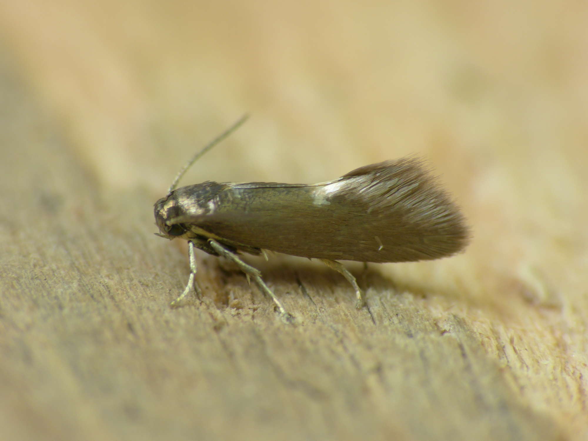 Oak Satin Lift (Heliozela sericiella) photographed in Somerset by Paul Wilkins