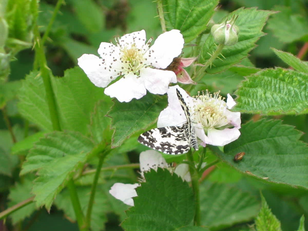 Argent & Sable (Rheumaptera hastata) photographed in Somerset by Christopher Iles
