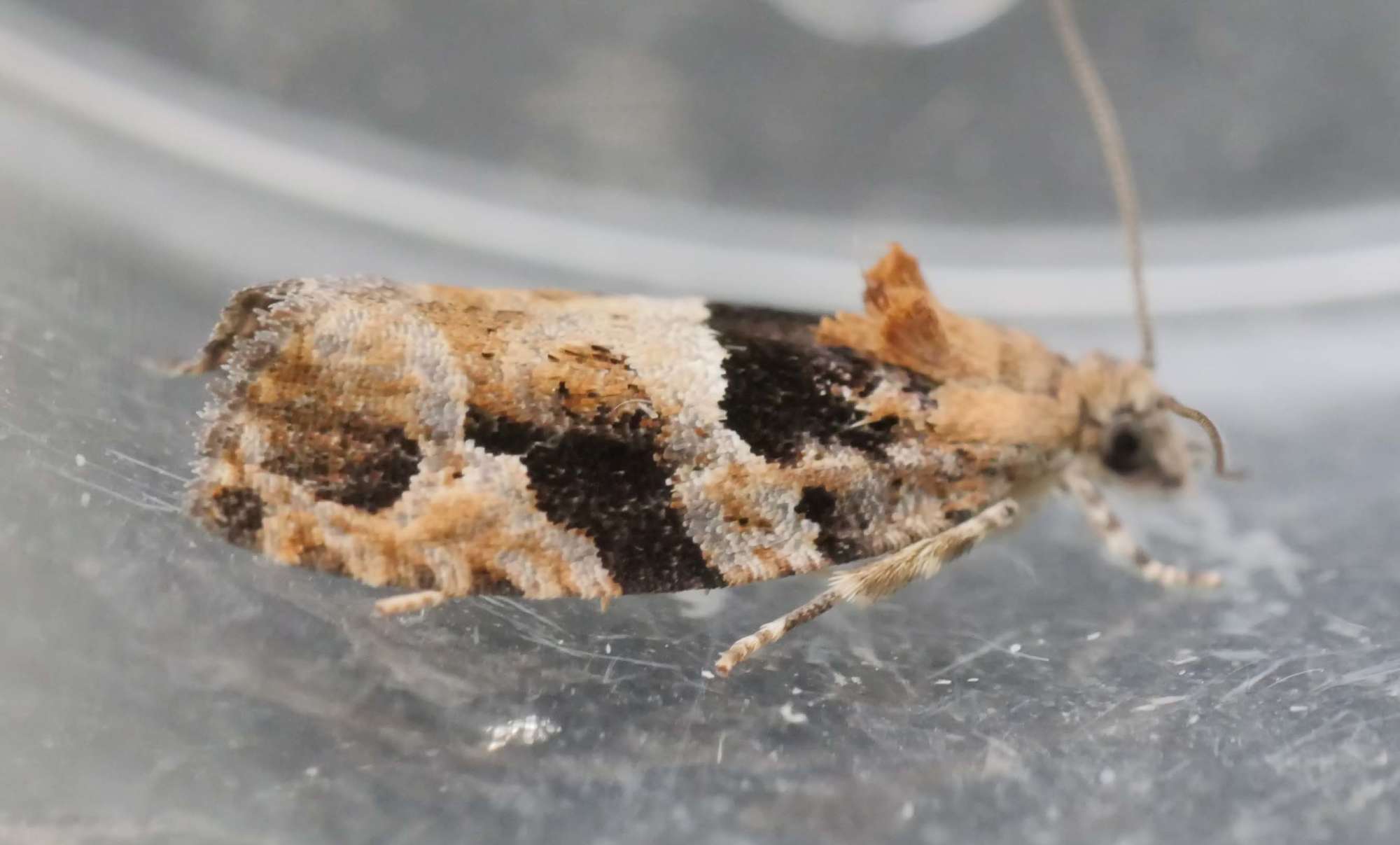 Diamond-back Marble (Eudemis profundana) photographed in Somerset by Jenny Vickers