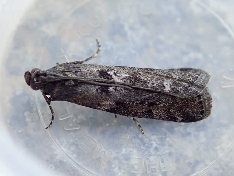 Brown Knot-horn (Matilella fusca) photographed in Somerset by Sue Davies