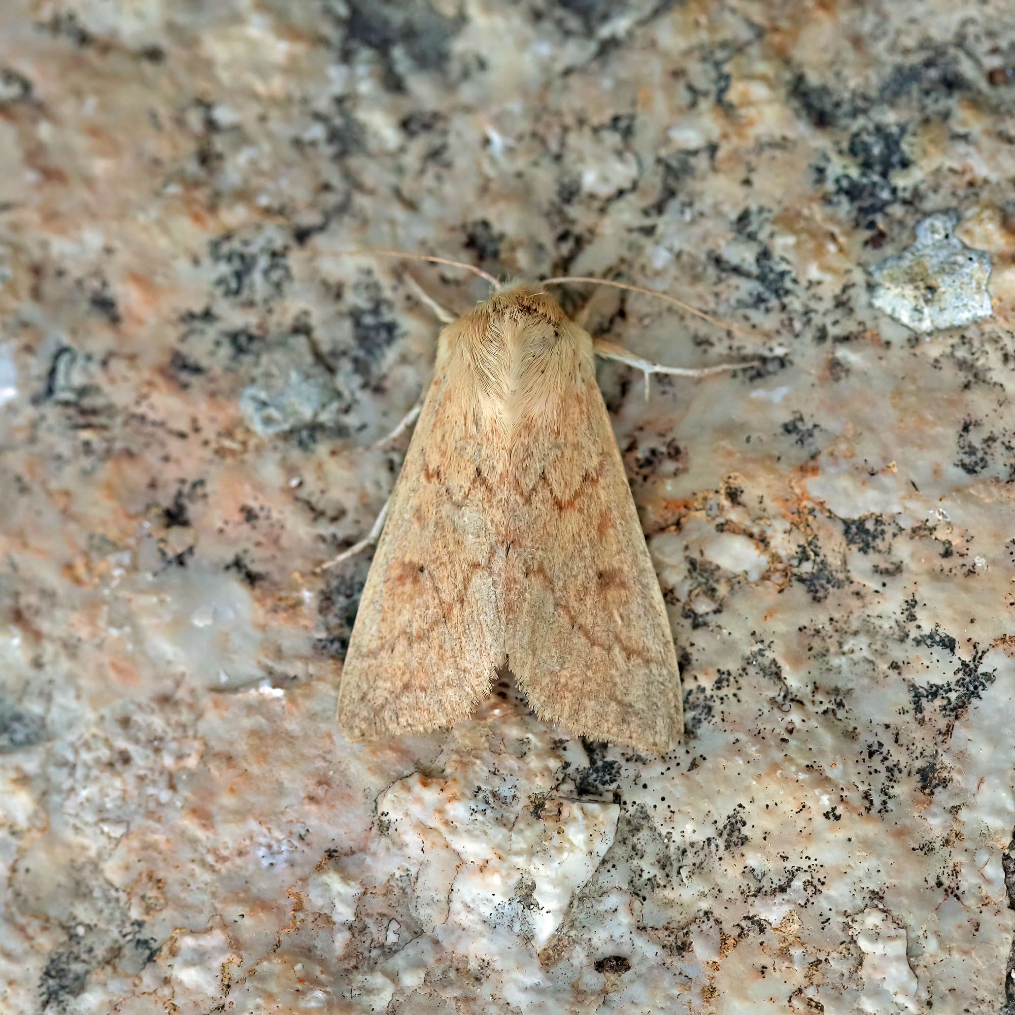 The Delicate (Mythimna vitellina) photographed in Somerset by Nigel Voaden