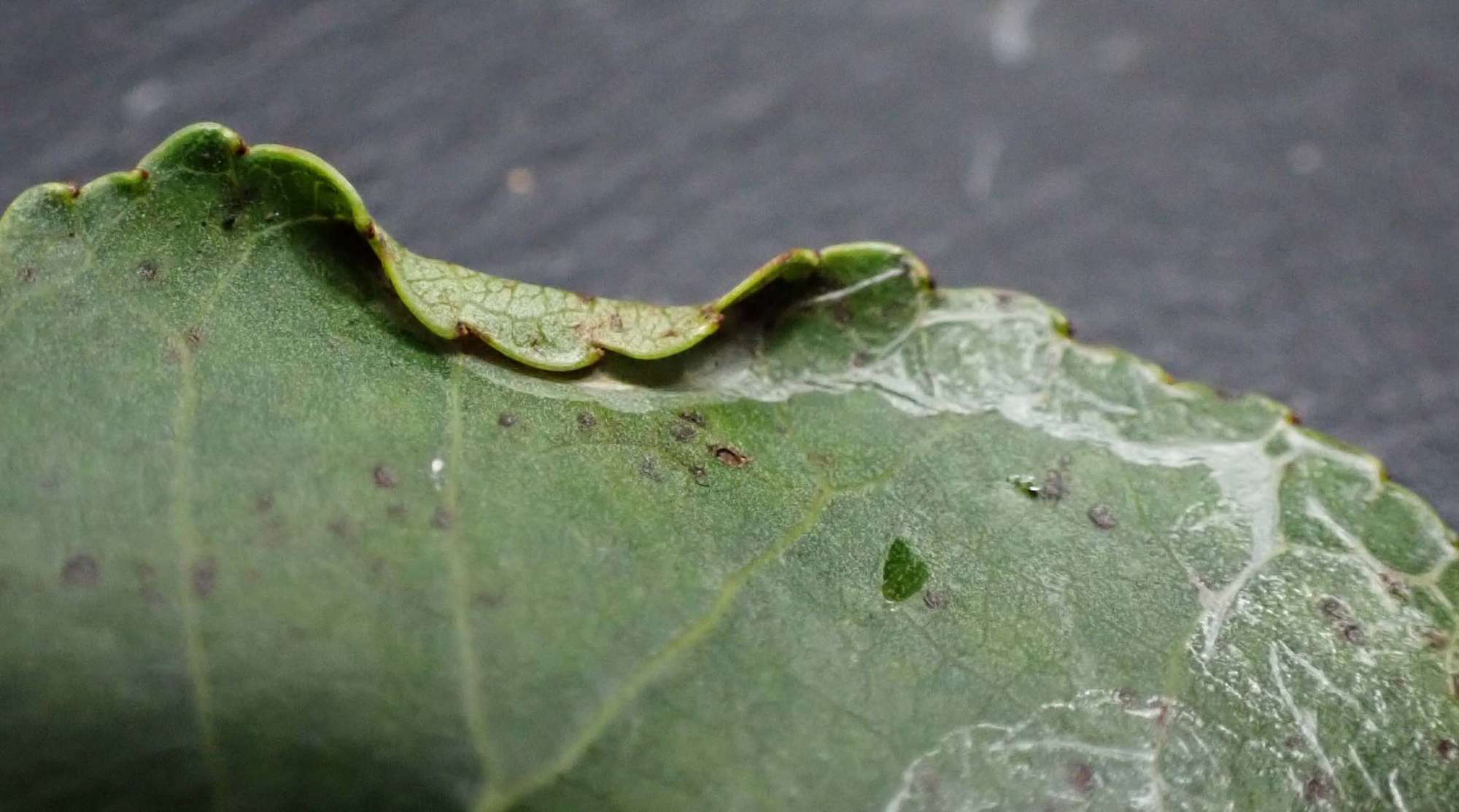 Poplar Bent-wing (Phyllocnistis unipunctella) photographed in Somerset by Jenny Vickers