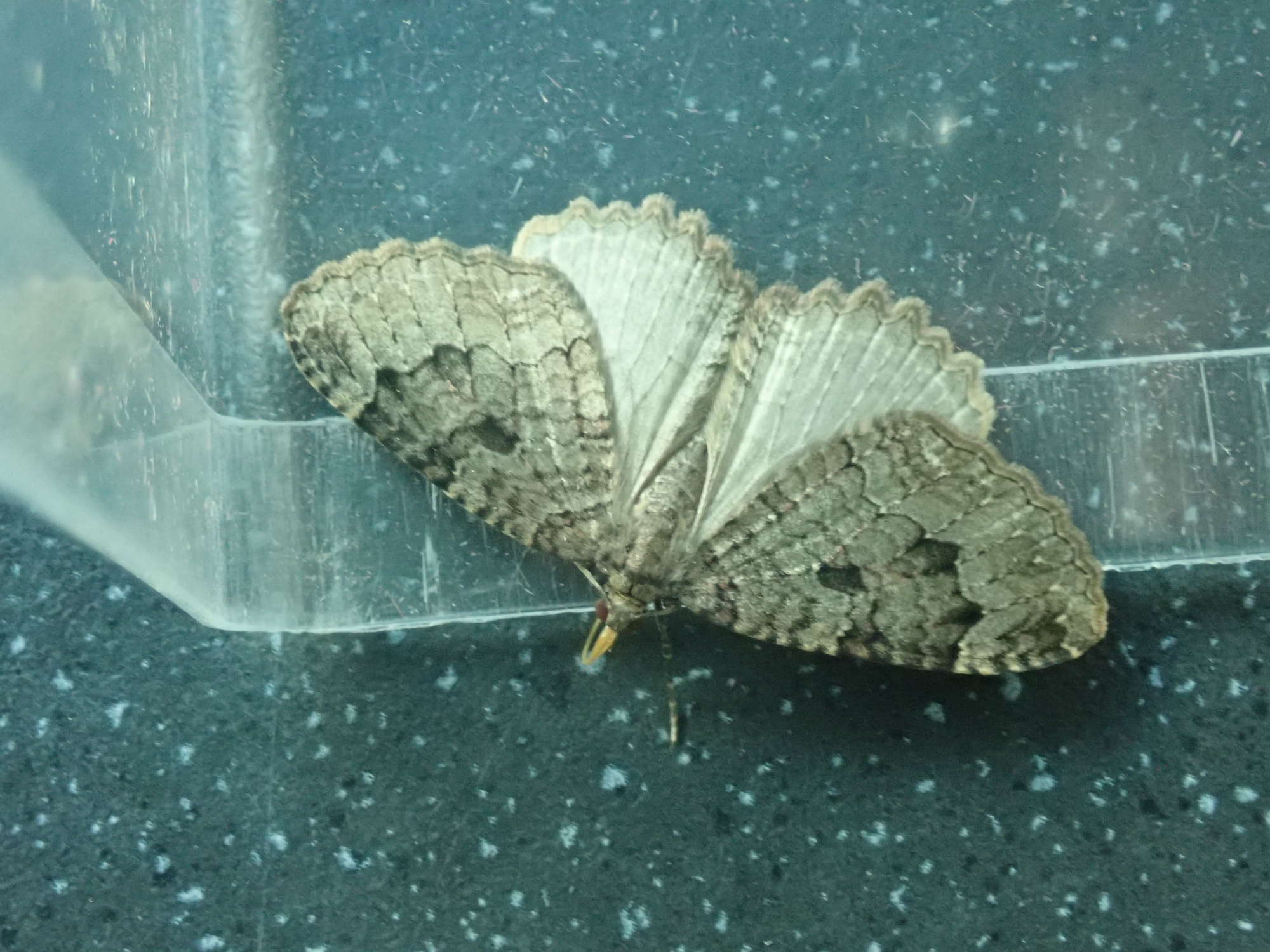 The Tissue (Triphosa dubitata) photographed in Somerset by Christopher Iles