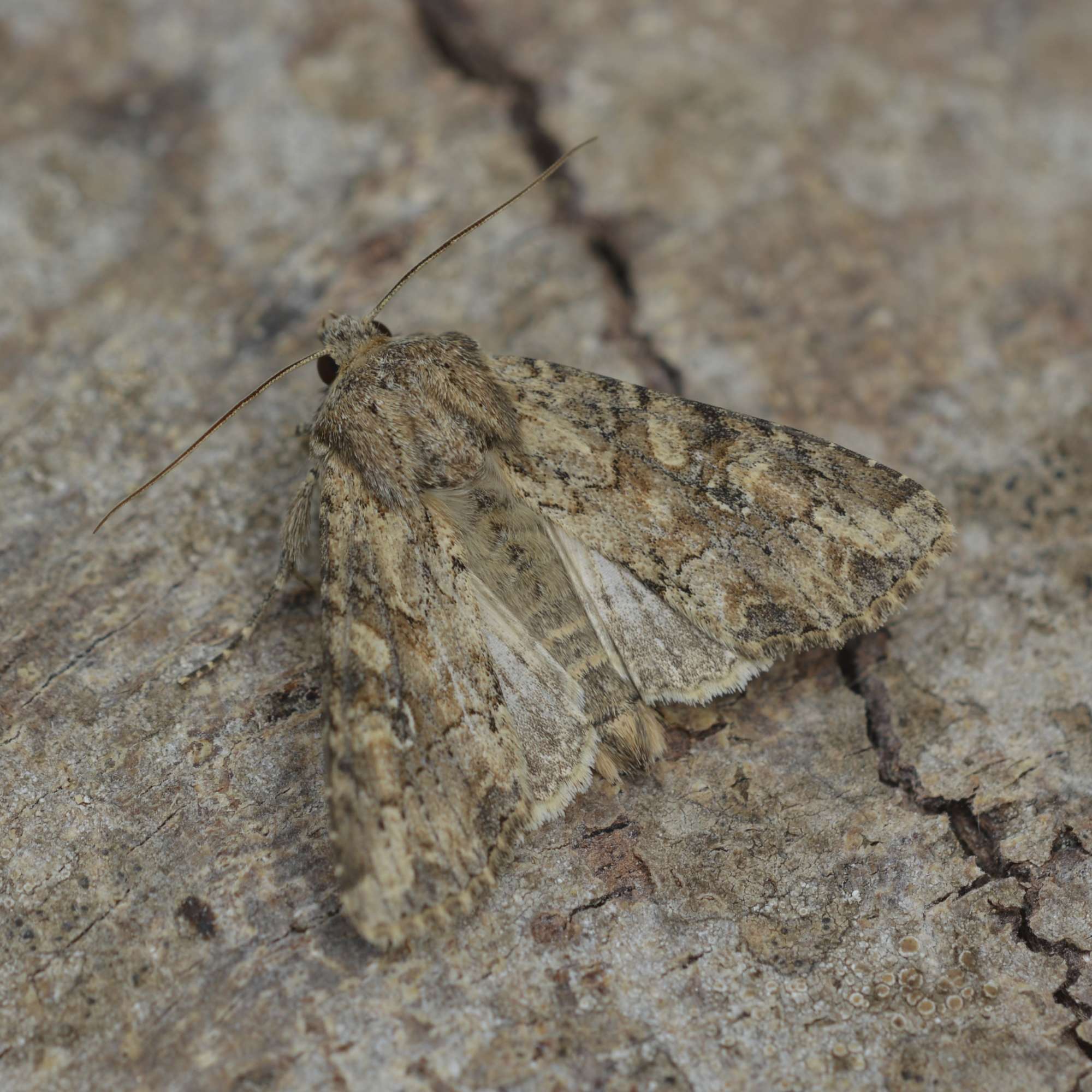 Small Clouded Brindle (Apamea unanimis) photographed in Somerset by Sue Davies