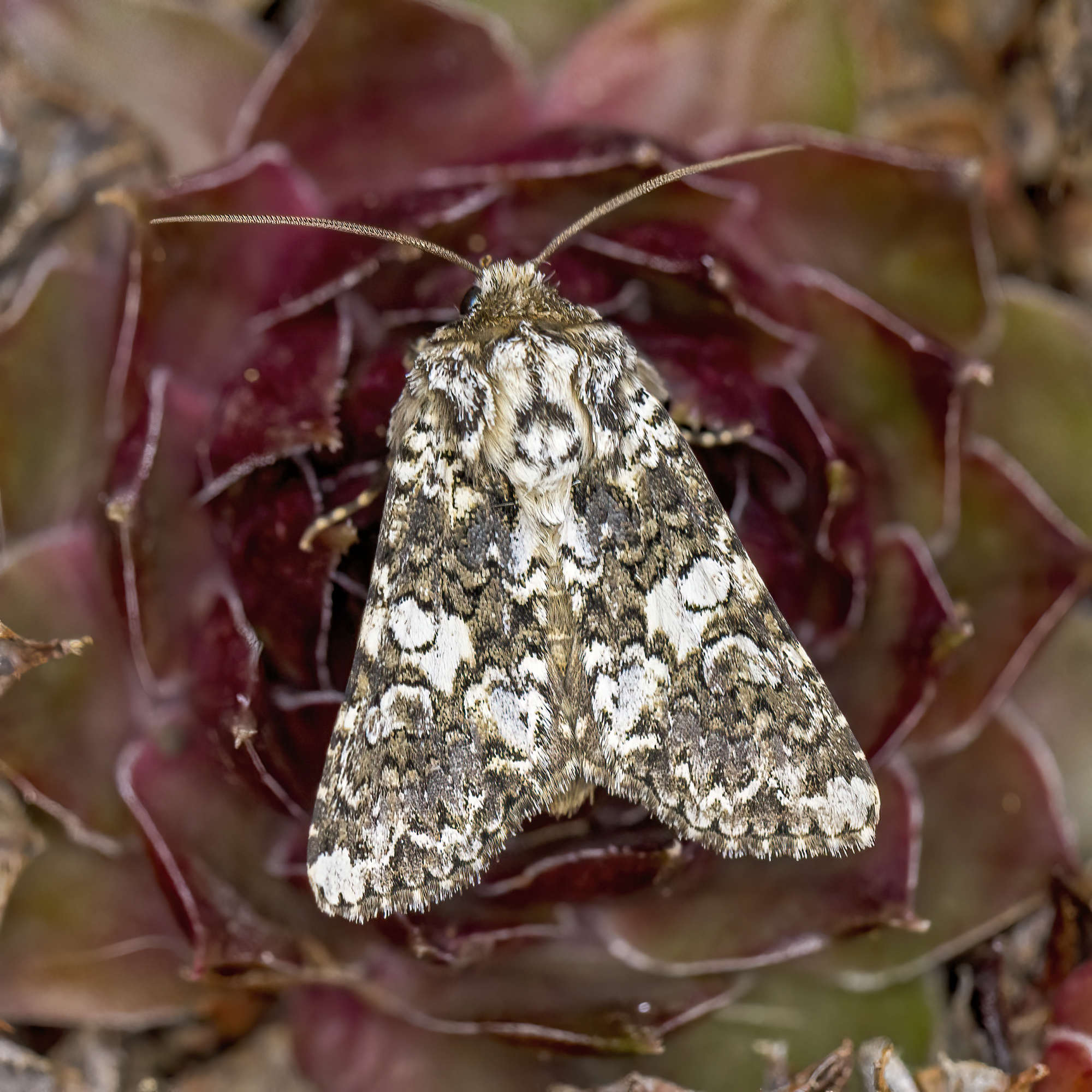 Marbled Coronet (Hadena confusa) photographed in Somerset by Nigel Voaden