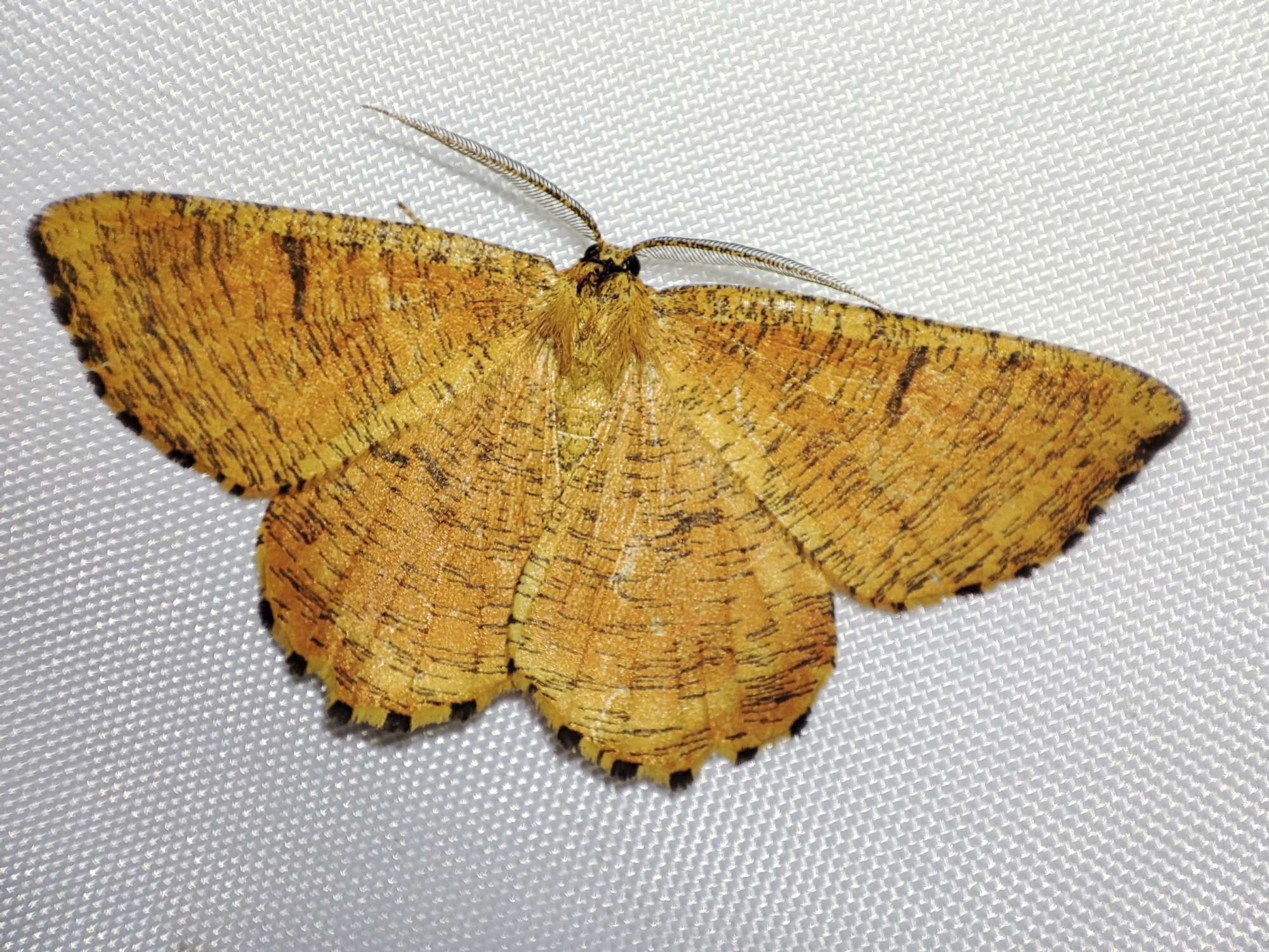 Orange Moth (Angerona prunaria) photographed in Somerset by Jane Cole