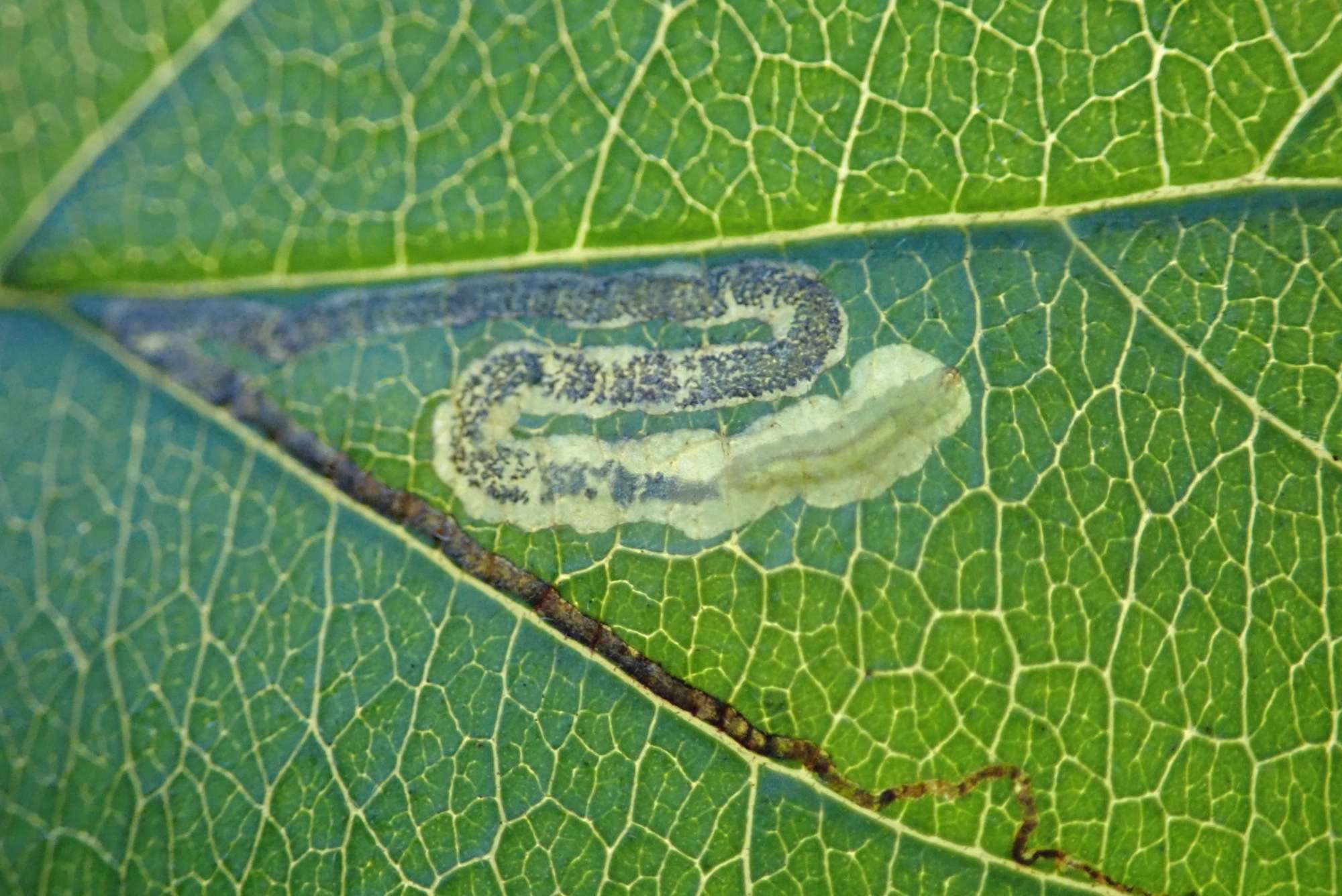 Buckthorn Pigmy (Stigmella catharticella) photographed in Somerset by Christopher Iles