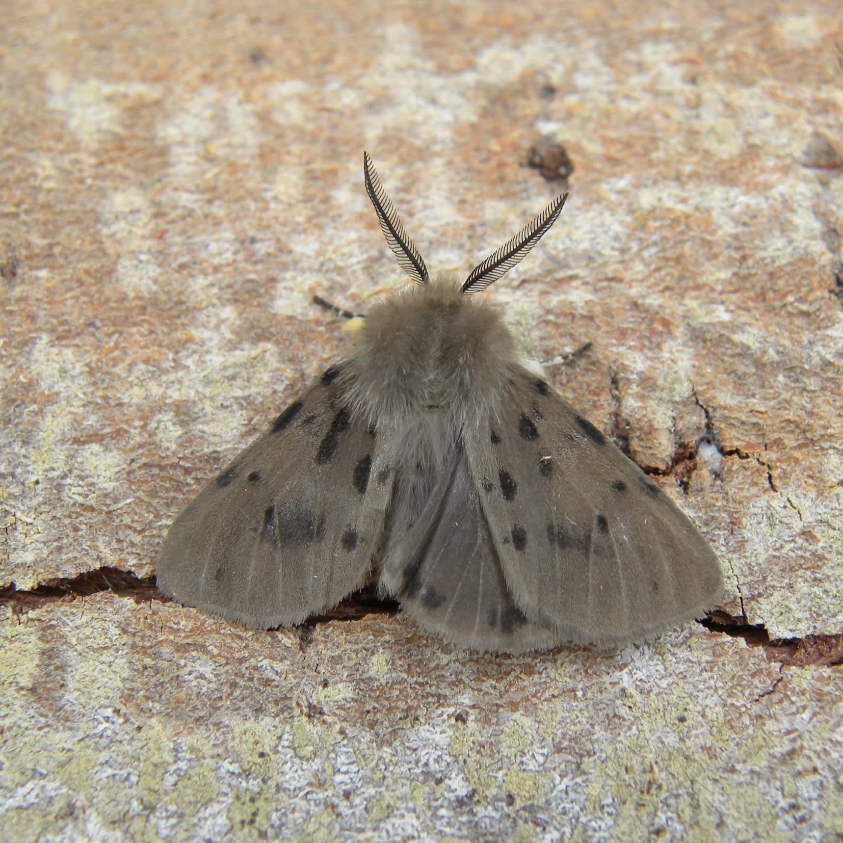 Muslin Moth (Diaphora mendica) photographed in Somerset by Sue Davies