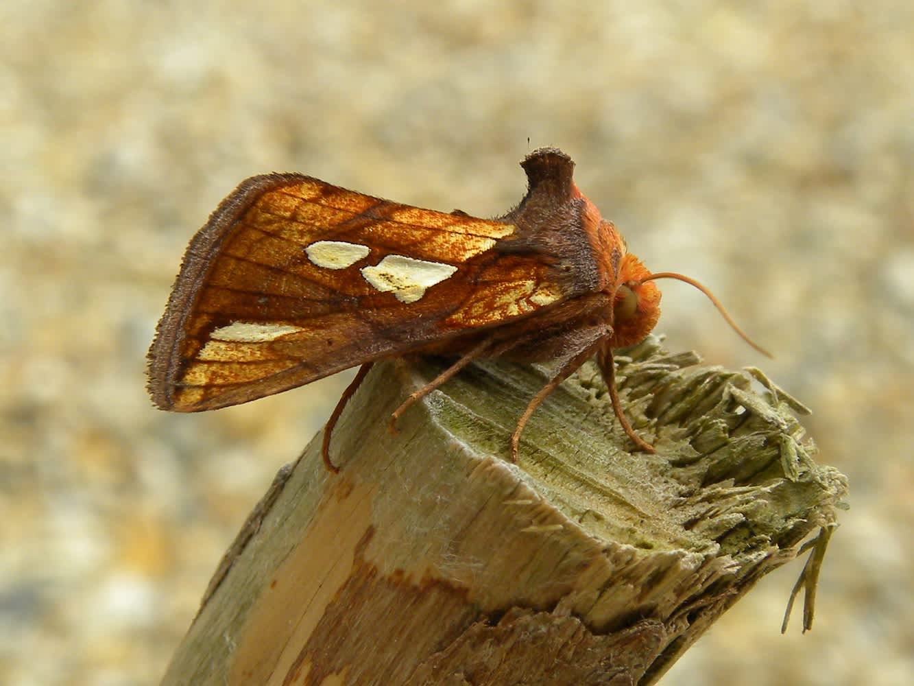 Gold Spot (Plusia festucae) photographed in Somerset by Sue Davies