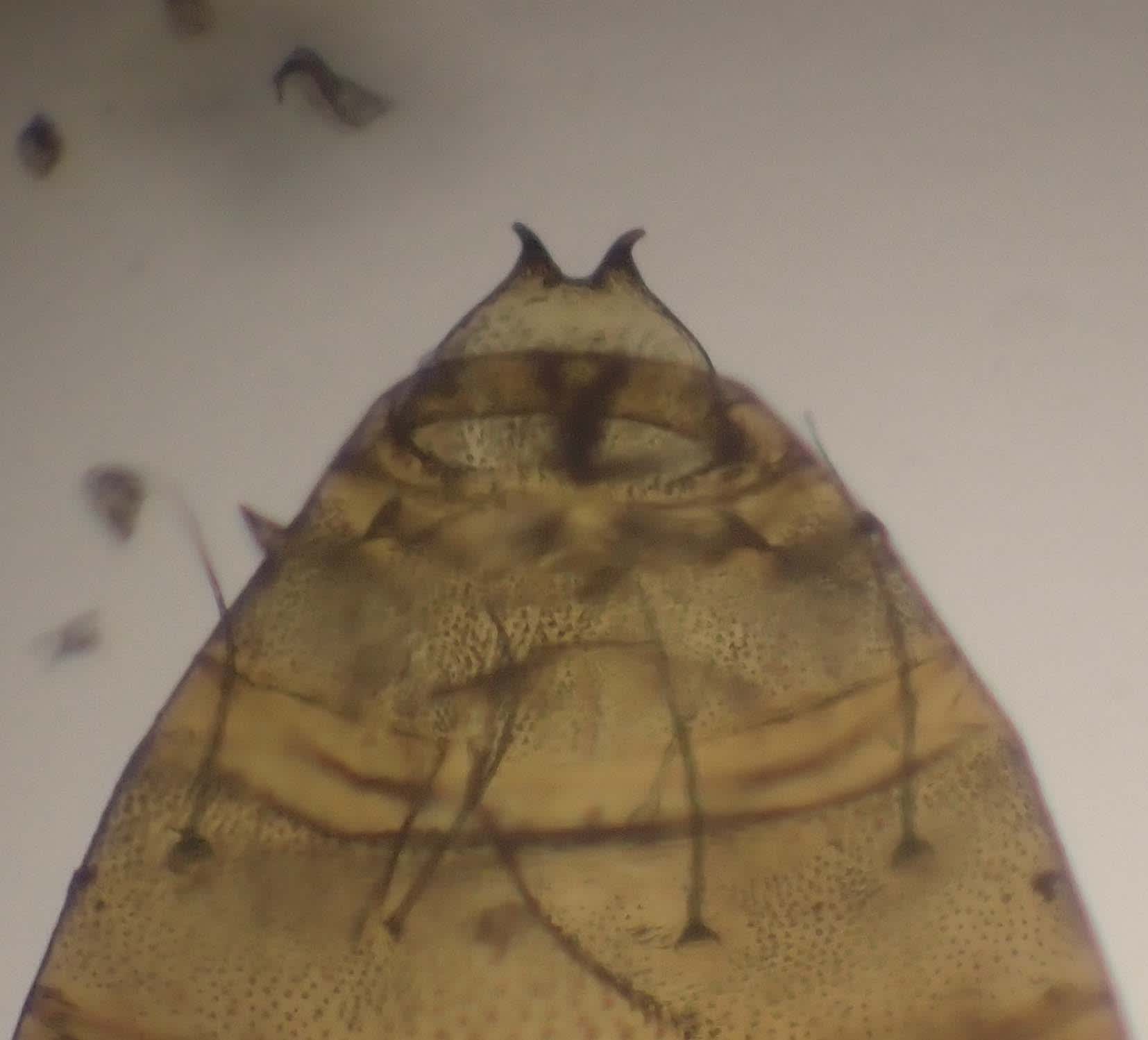 White Oak Midget (Phyllonorycter harrisella) photographed in Somerset by Jenny Vickers