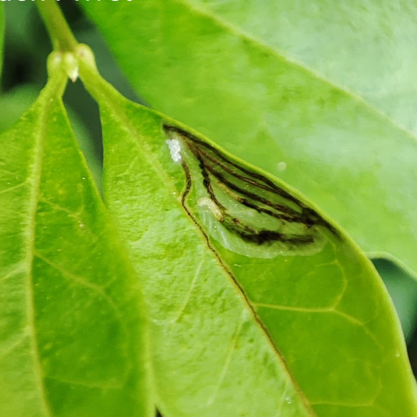 Feathered Slender (Caloptilia cuculipennella) photographed in Somerset by Jane Cole