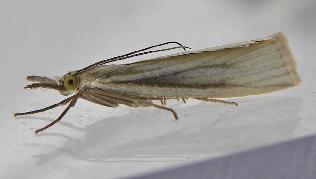 Satin Grass-veneer (Crambus perlella) photographed in Somerset by Sue Davies