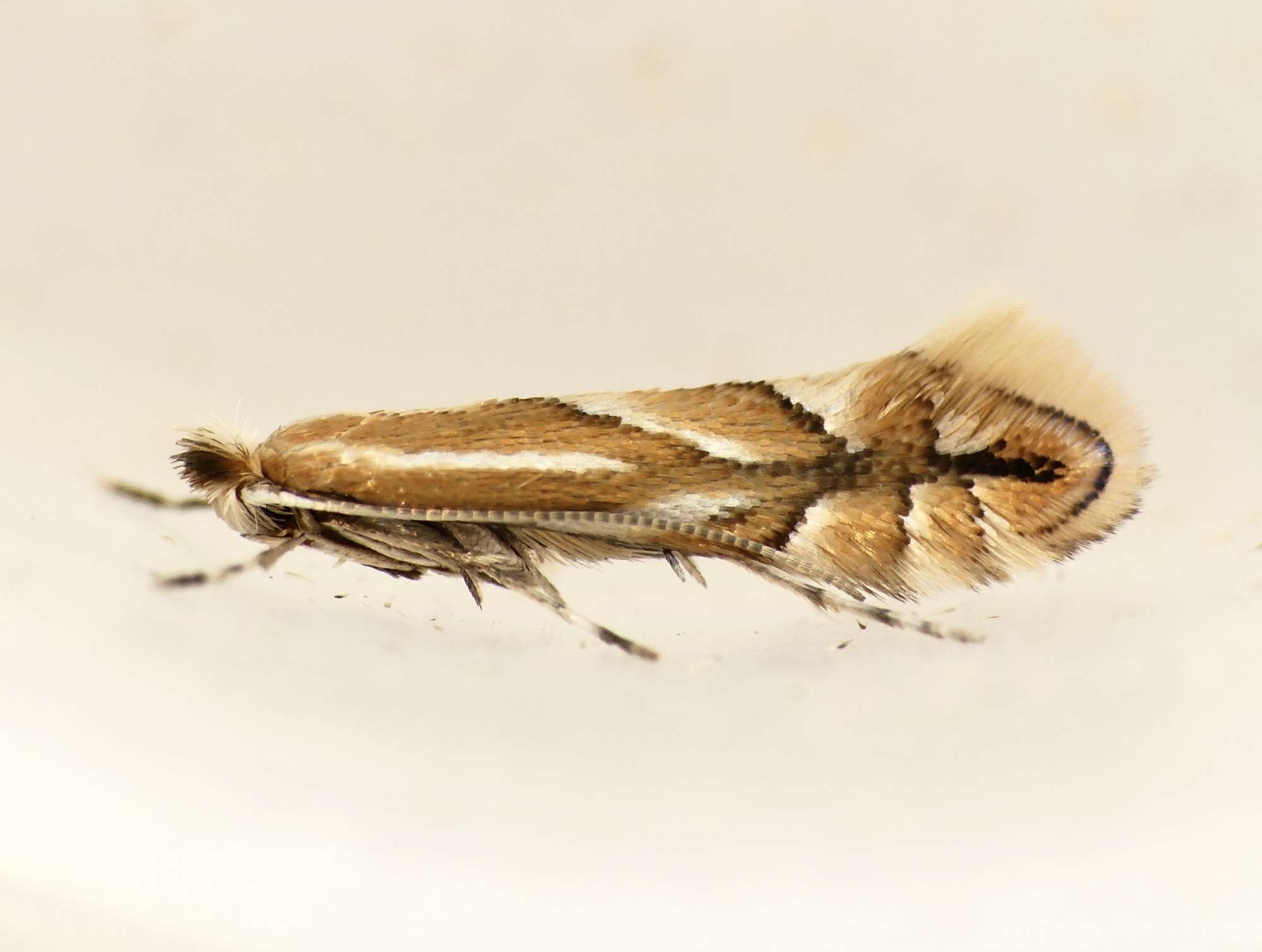 Dark Hornbeam Midget (Phyllonorycter esperella) photographed in Somerset by Paul Wilkins