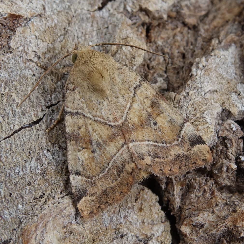 Dun-bar (Cosmia trapezina) photographed in Somerset by Sue Davies