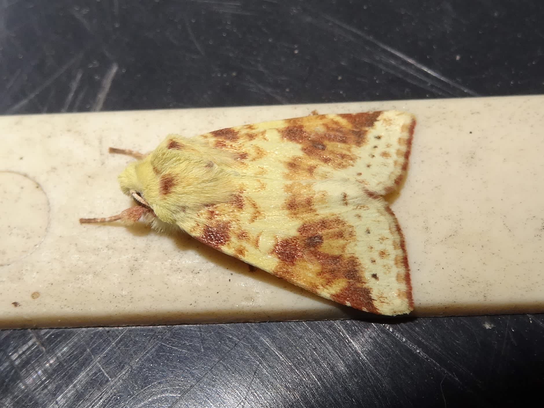 The Sallow (Cirrhia icteritia) photographed in Somerset by Christopher Iles