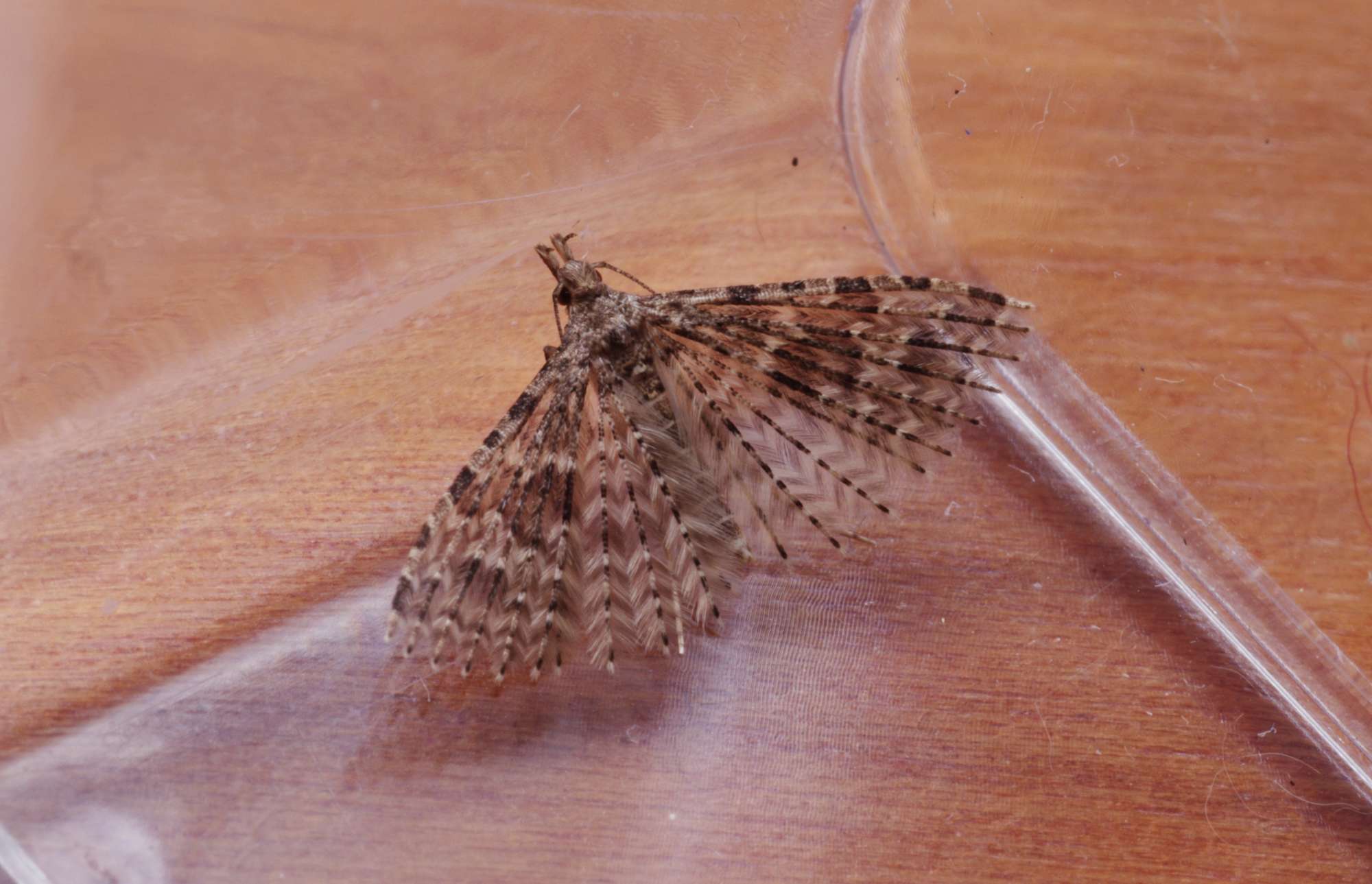 Twenty-plume Moth (Alucita hexadactyla) photographed in Somerset by John Connolly