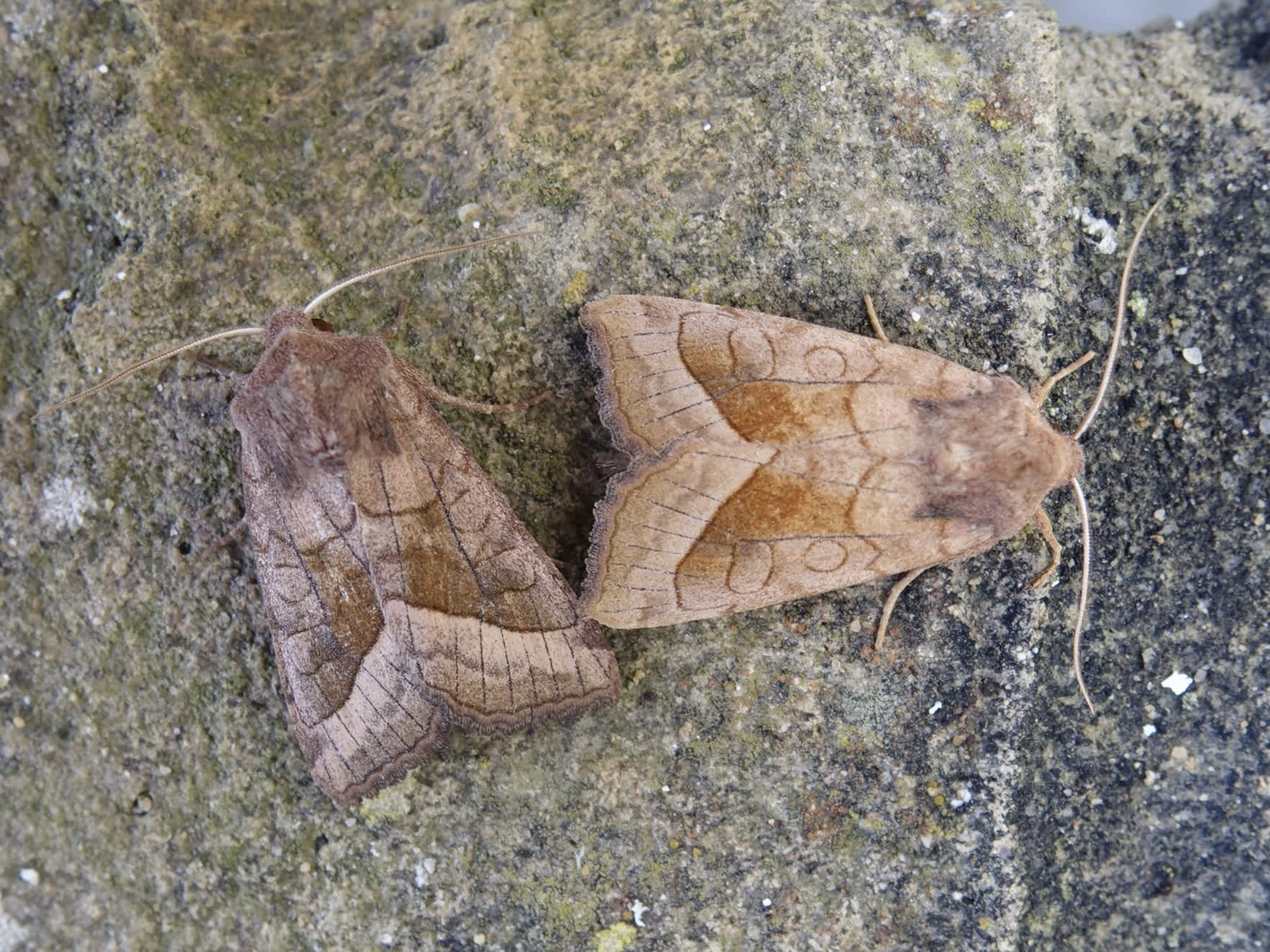 Rosy Rustic (Hydraecia micacea) photographed in Somerset by Sue Davies