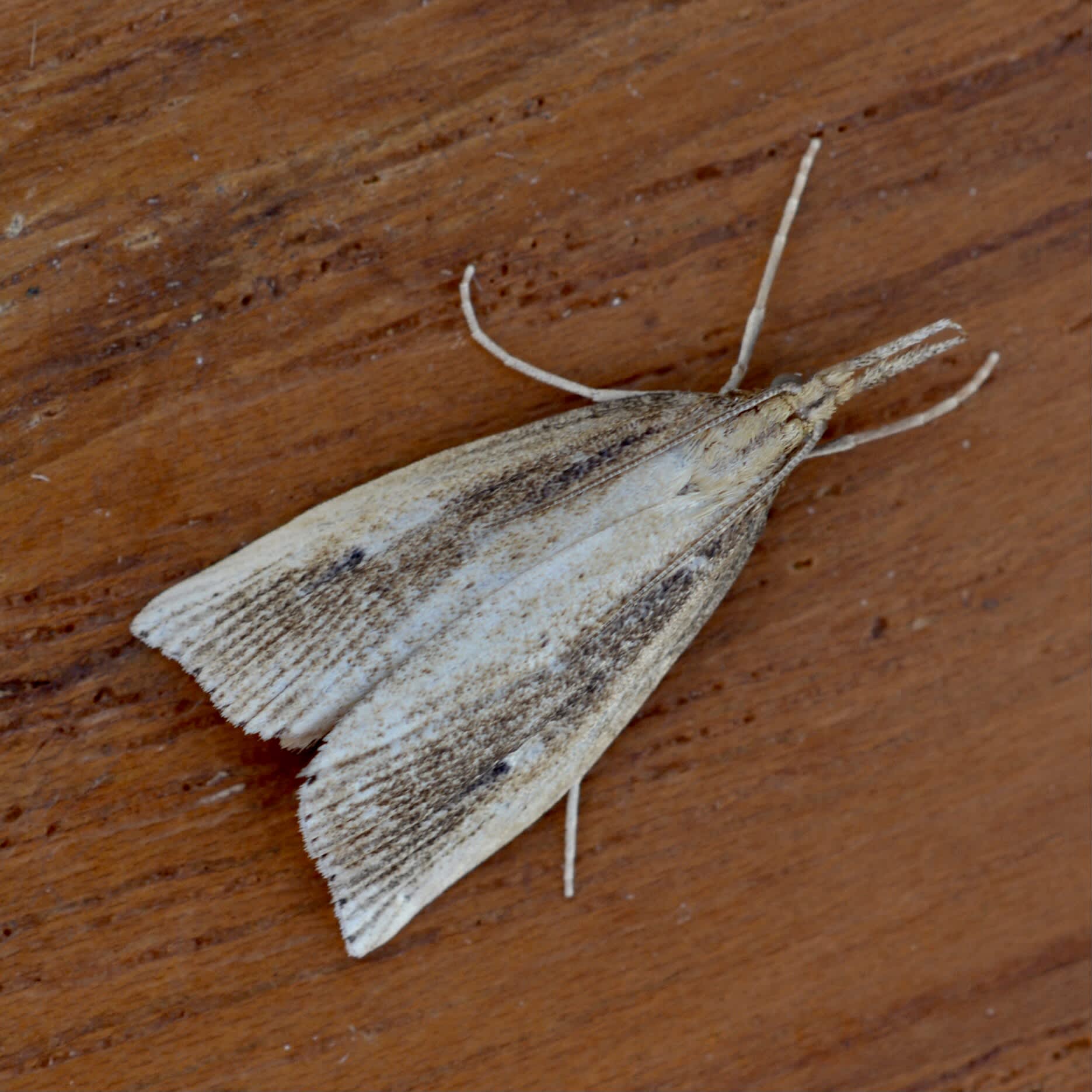 Reed Veneer (Chilo phragmitella) photographed in Somerset by Sue Davies