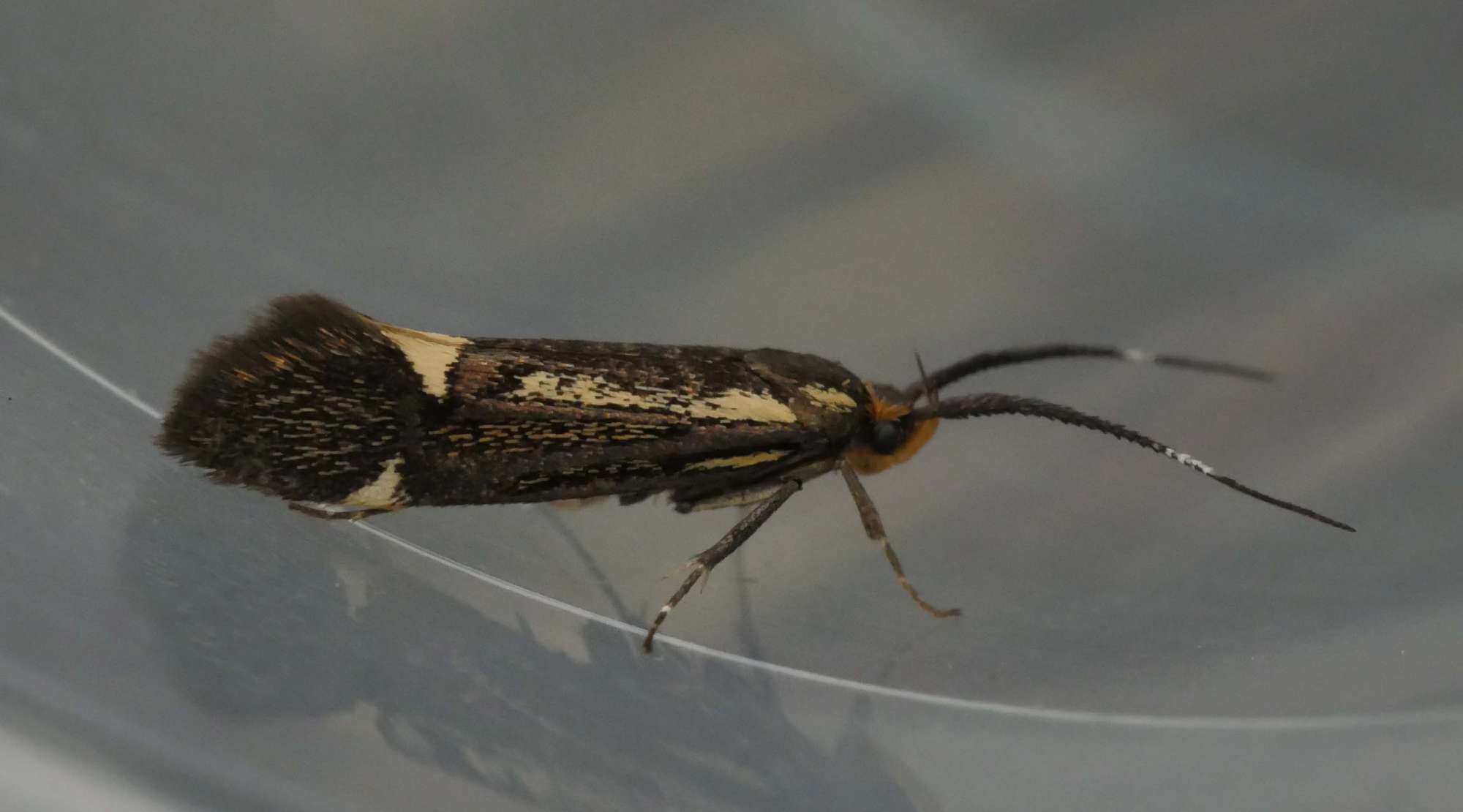 Sulphur Tubic (Esperia sulphurella) photographed in Somerset by Jenny Vickers