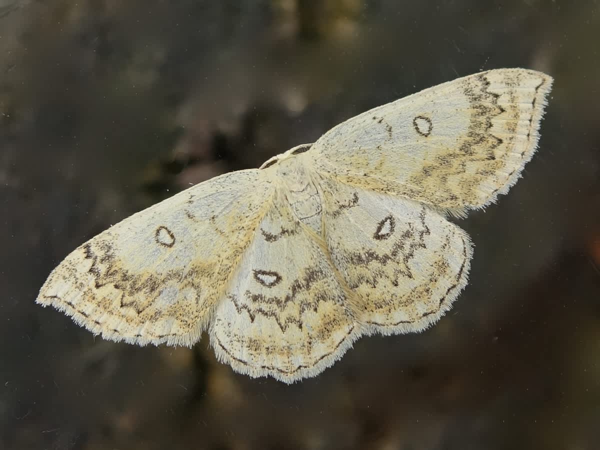 The Mocha (Cyclophora annularia) photographed in Somerset by Sue Davies