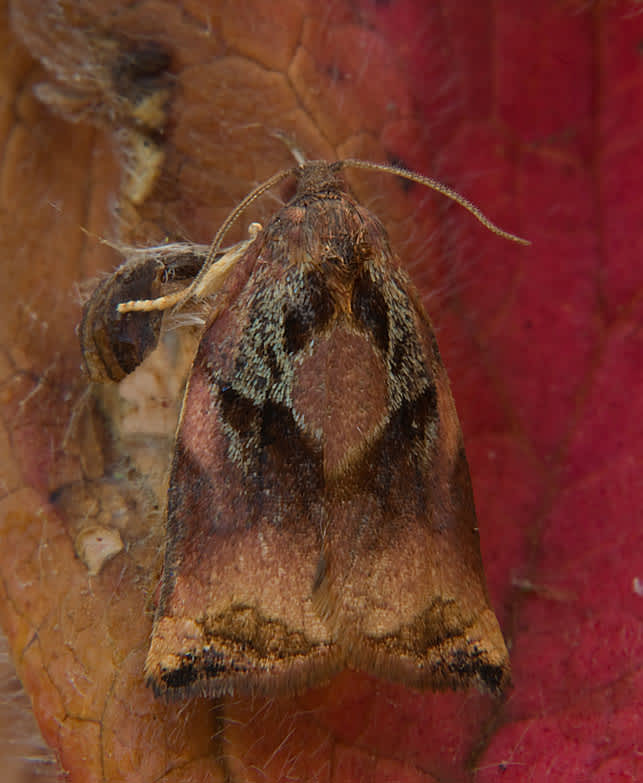 Large Fruit-tree Tortrix (Archips podana) photographed in Somerset by John Bebbington