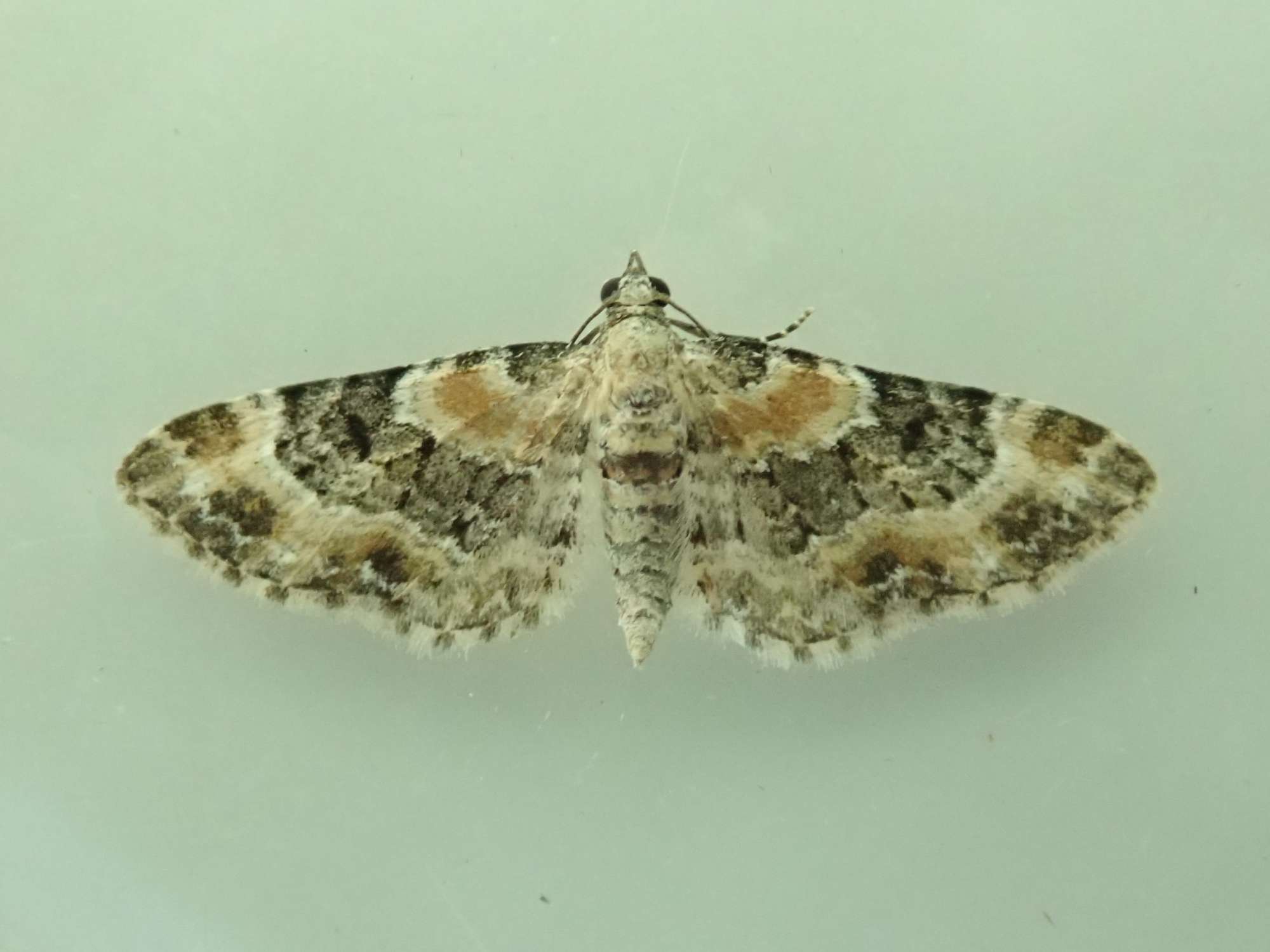 Foxglove Pug (Eupithecia pulchellata) photographed in Somerset by Christopher Iles